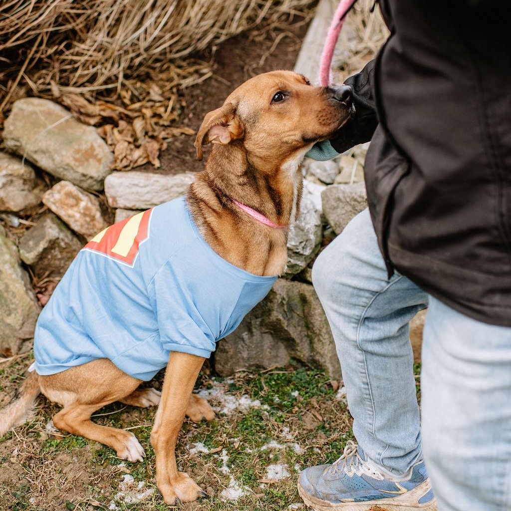Enlarge Marty McFly, a Adoptable Mixed Breed in Chester Springs, PA image 2/6