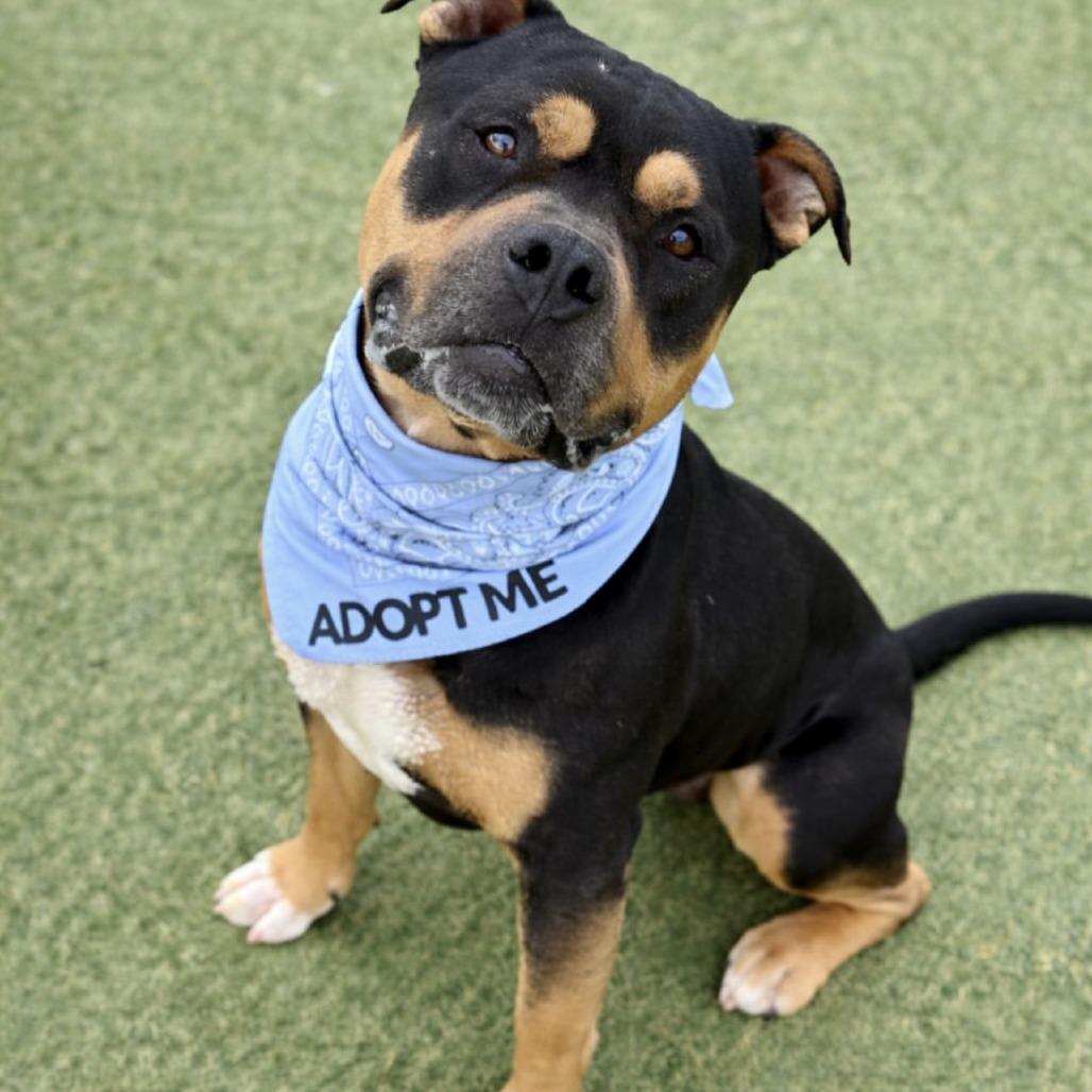 Enlarge Mercury, a Adoptable mixed breed in Henderson, NV image 1/4