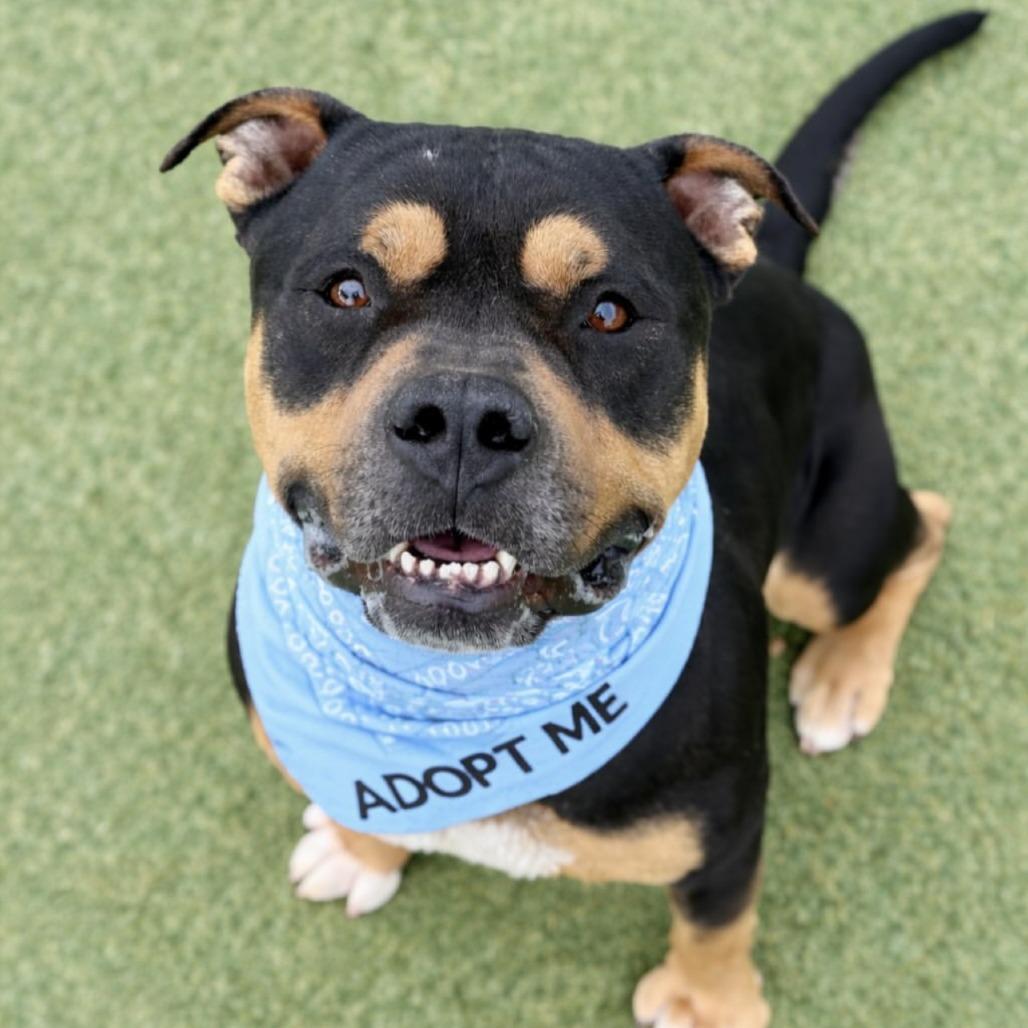 Enlarge Mercury, a Adoptable mixed breed in Henderson, NV image 2/4