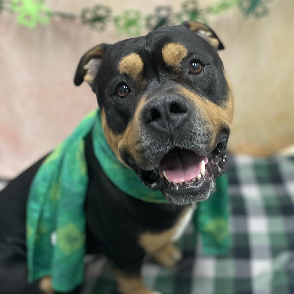 Enlarge Mercury, a Adoptable mixed breed in Henderson, NV image 1/2