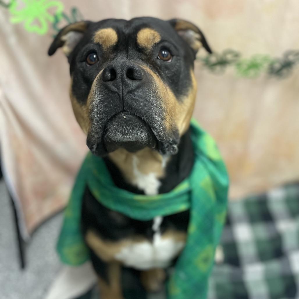 Enlarge Mercury, a Adoptable mixed breed in Henderson, NV image 2/2