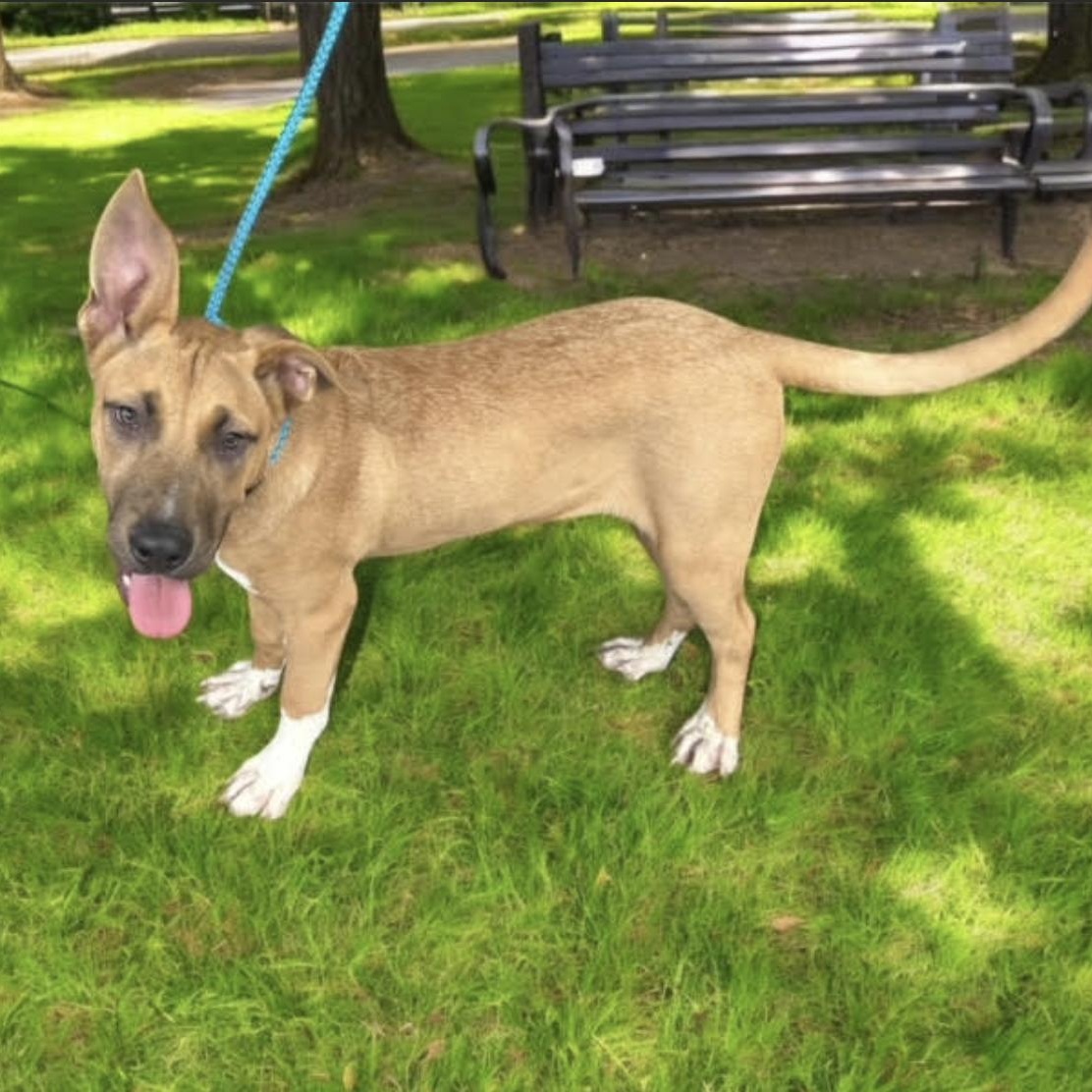 Enlarge Beckham, a Adoptable mixed breed in Woburn, MA image 2/6