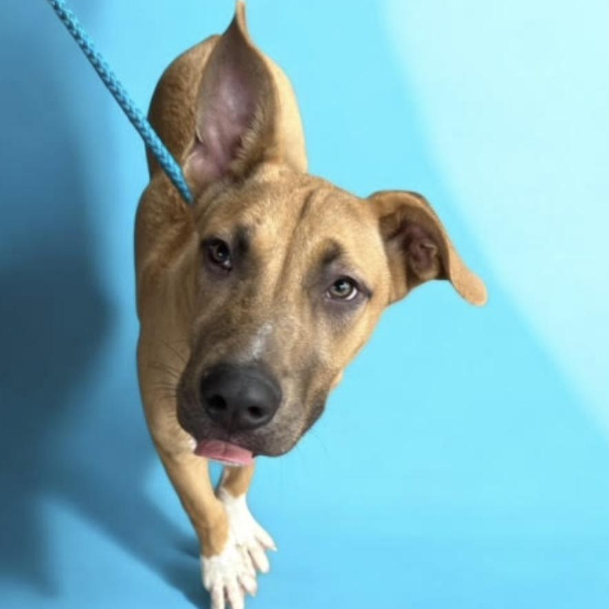 Enlarge Beckham, a Adoptable mixed breed in Woburn, MA image 4/6