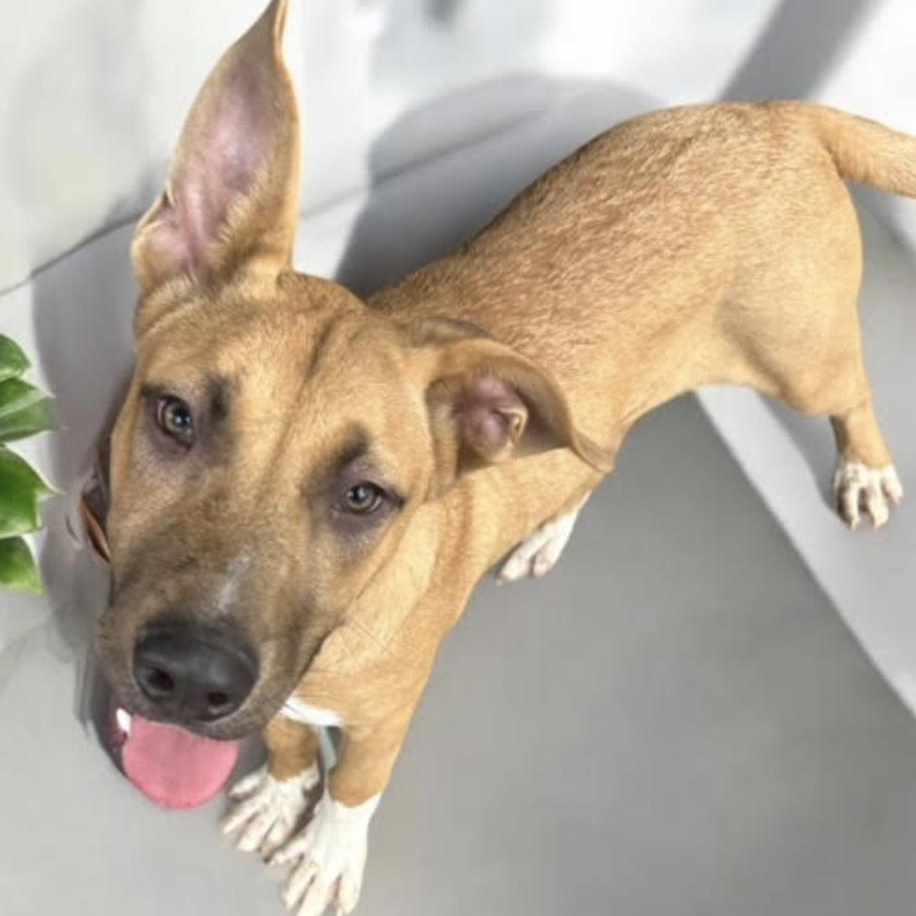 Enlarge Beckham, a Adoptable mixed breed in Woburn, MA image 5/6