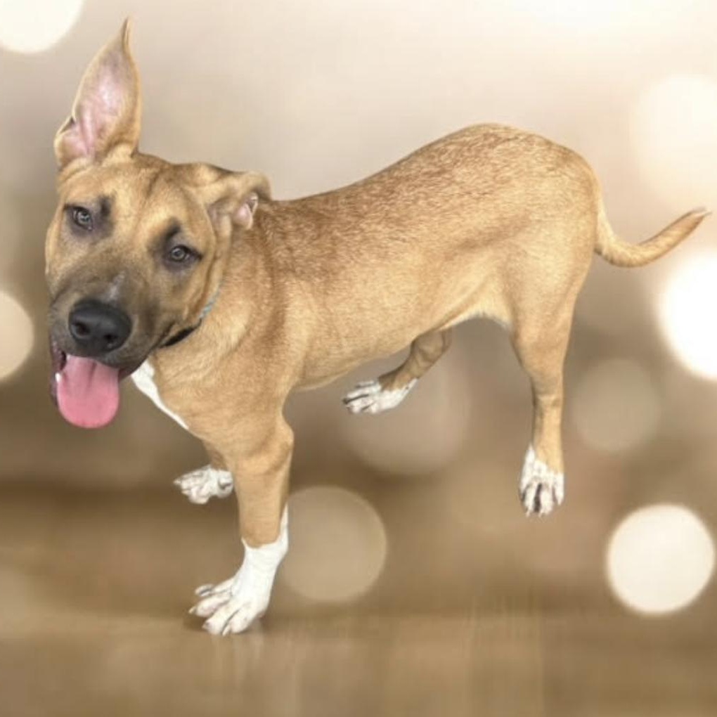 Enlarge Beckham, a Adoptable mixed breed in Woburn, MA image 3/6