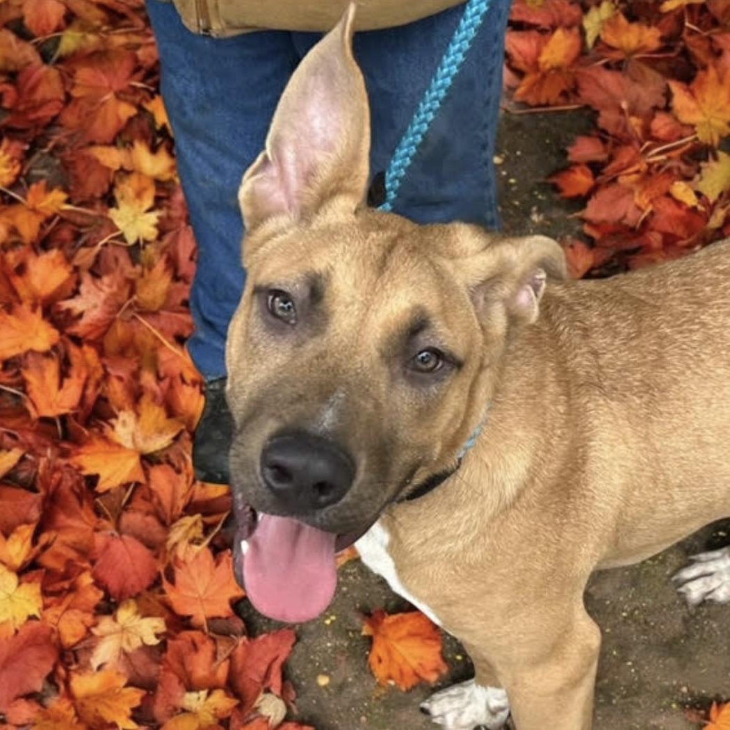 Enlarge Beckham, a Adoptable mixed breed in Woburn, MA image 6/6