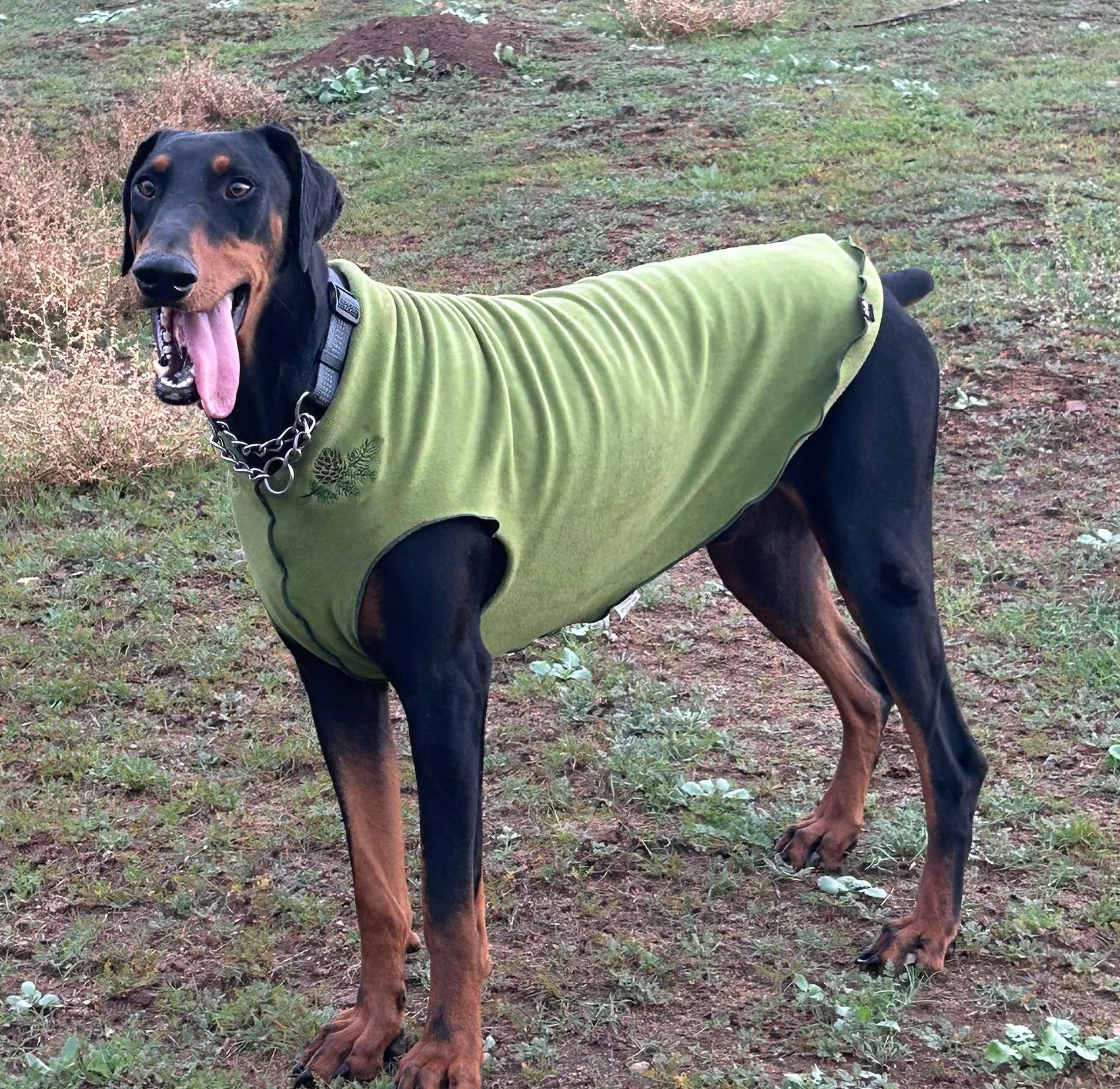 Enlarge Deni, a ADOPTABLE Doberman Pinscher in Los Angeles, CA image 3/6