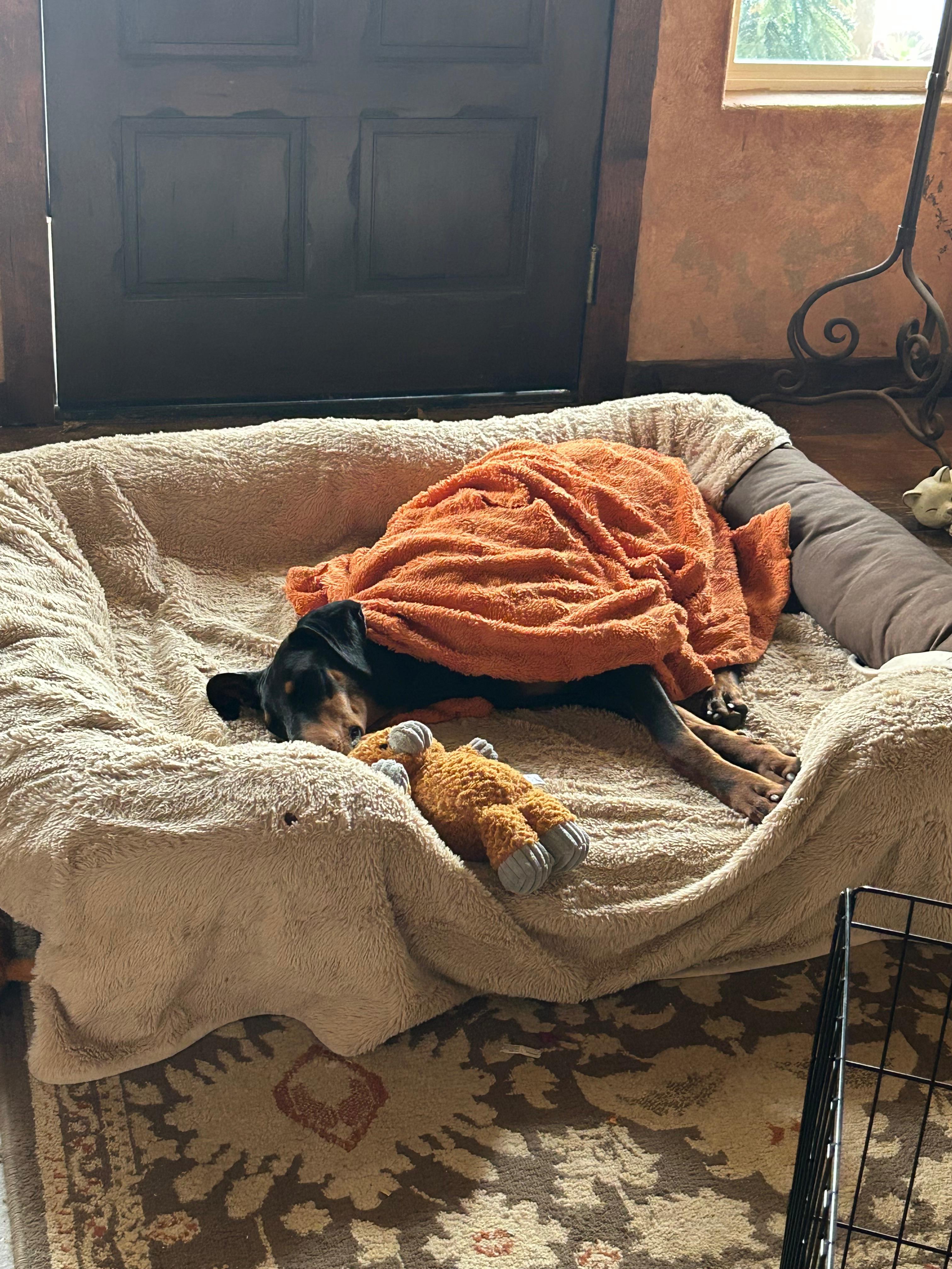 Enlarge Deni, a ADOPTABLE Doberman Pinscher in Los Angeles, CA image 2/6