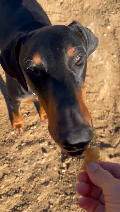 Enlarge Deni, a ADOPTABLE Doberman Pinscher in Los Angeles, CA video 4/6
