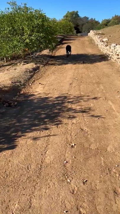 Enlarge Deni, a ADOPTABLE Doberman Pinscher in Los Angeles, CA video 5/6