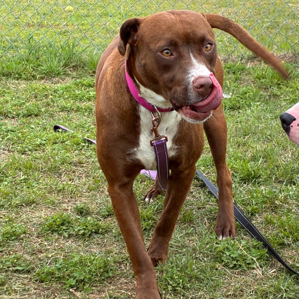 Enlarge Lavender, a Adoptable Pit Bull Terrier in Norman, OK image 2/5