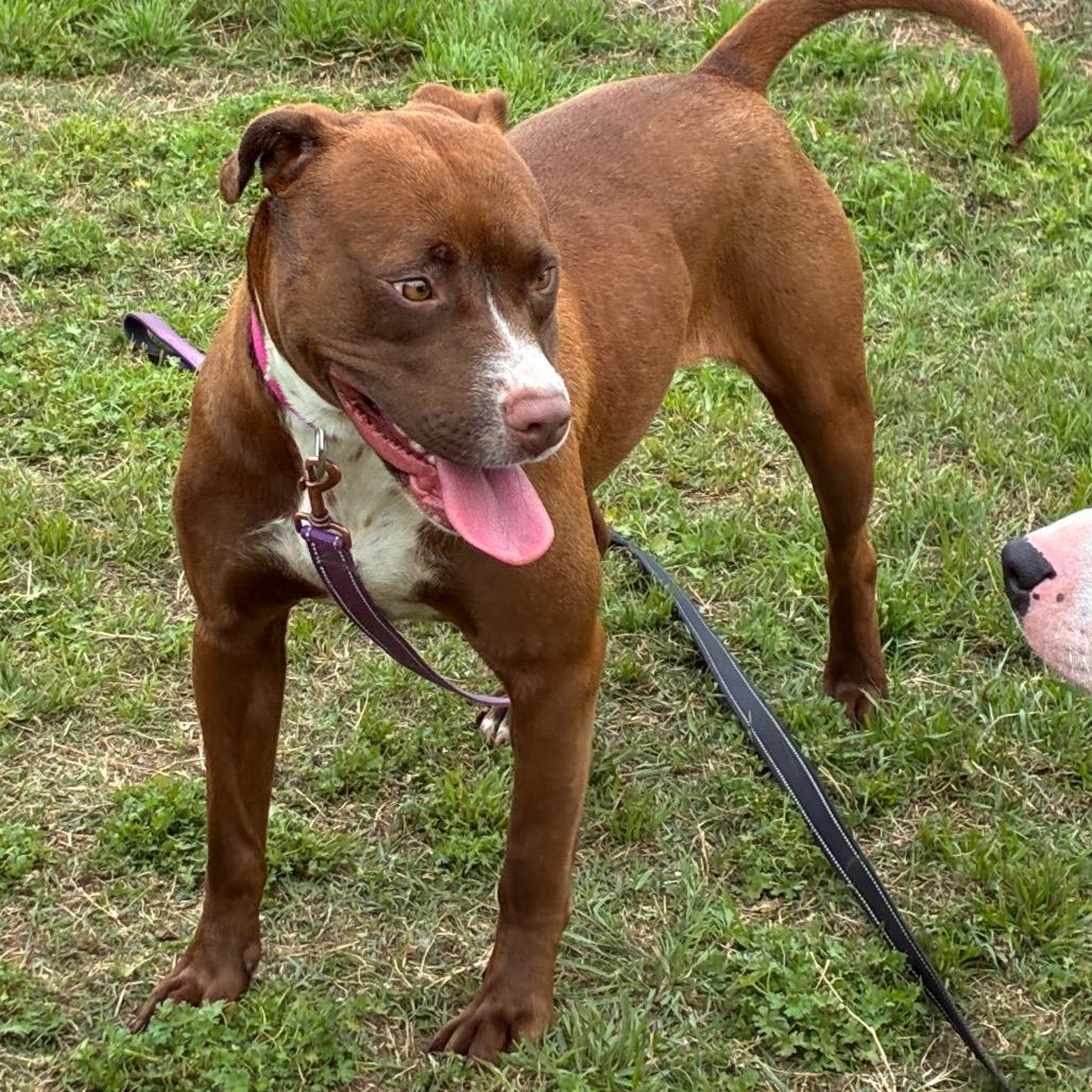 Enlarge Lavender, a Adoptable Pit Bull Terrier in Norman, OK image 3/5