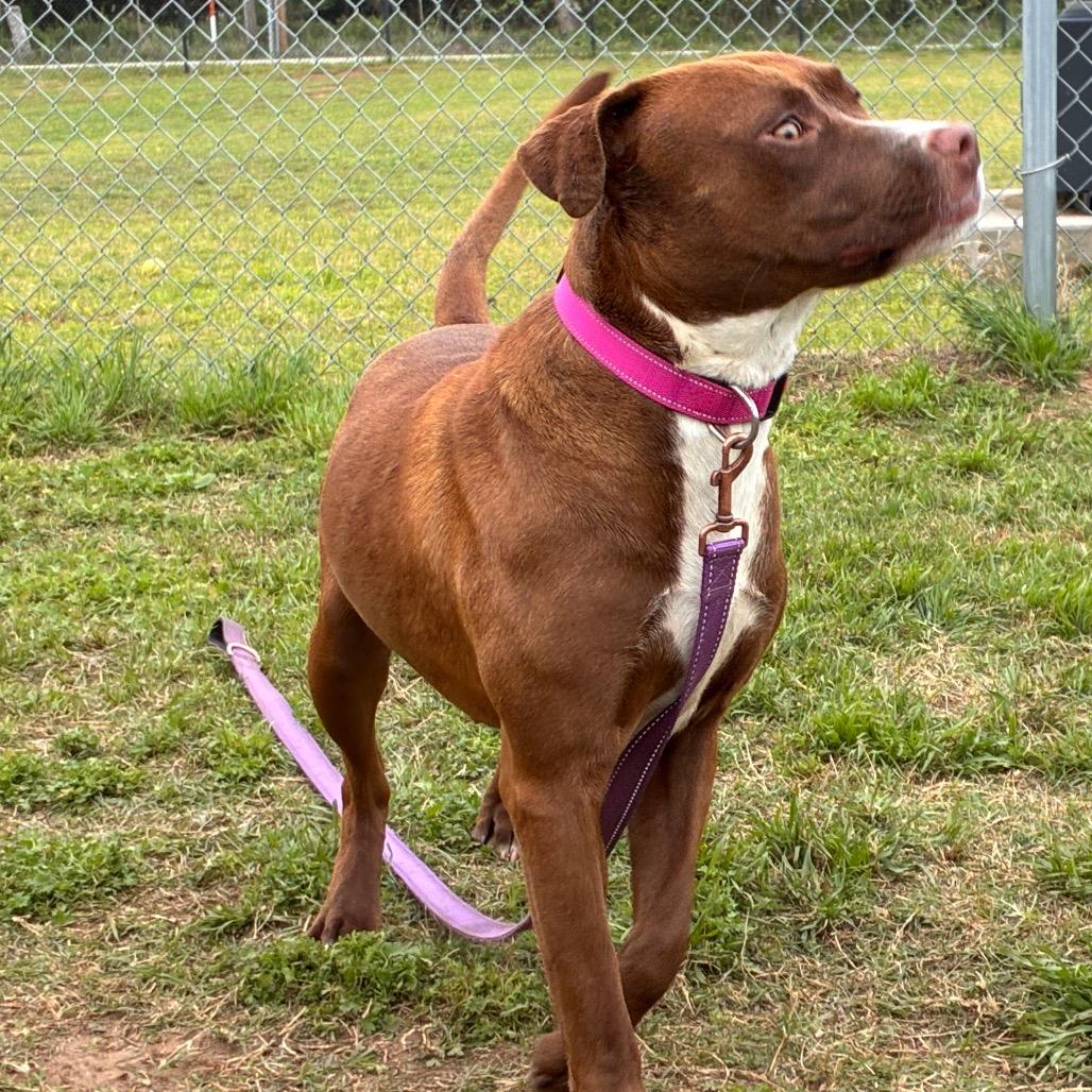 Enlarge Lavender, a Adoptable Pit Bull Terrier in Norman, OK image 4/5
