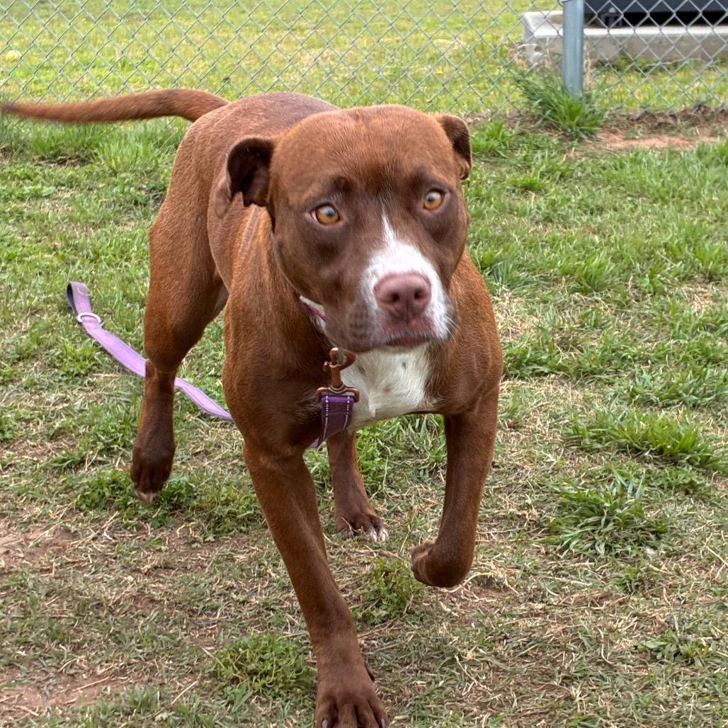 Enlarge Lavender, a Adoptable Pit Bull Terrier in Norman, OK image 5/5