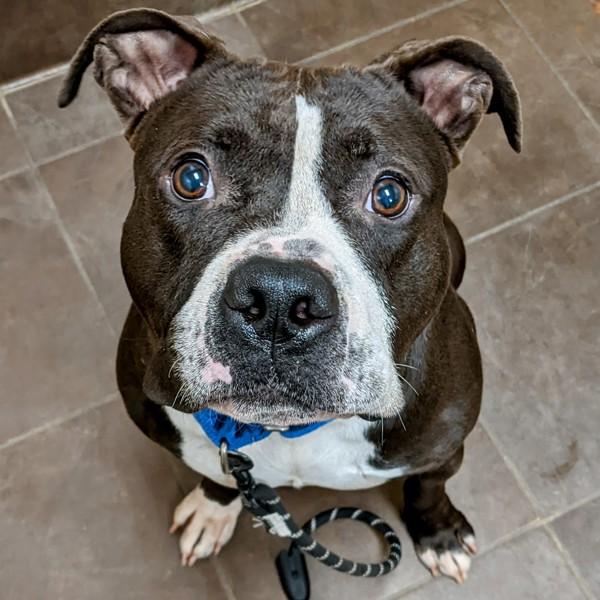 Goose, a Adoptable mixed breed in Des Moines, IA image 1/2