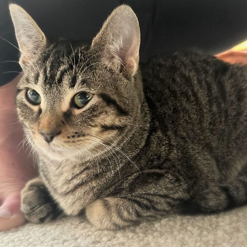 Cat for adoption NOODLE, a Bengal in Danbury, CT Petfinder