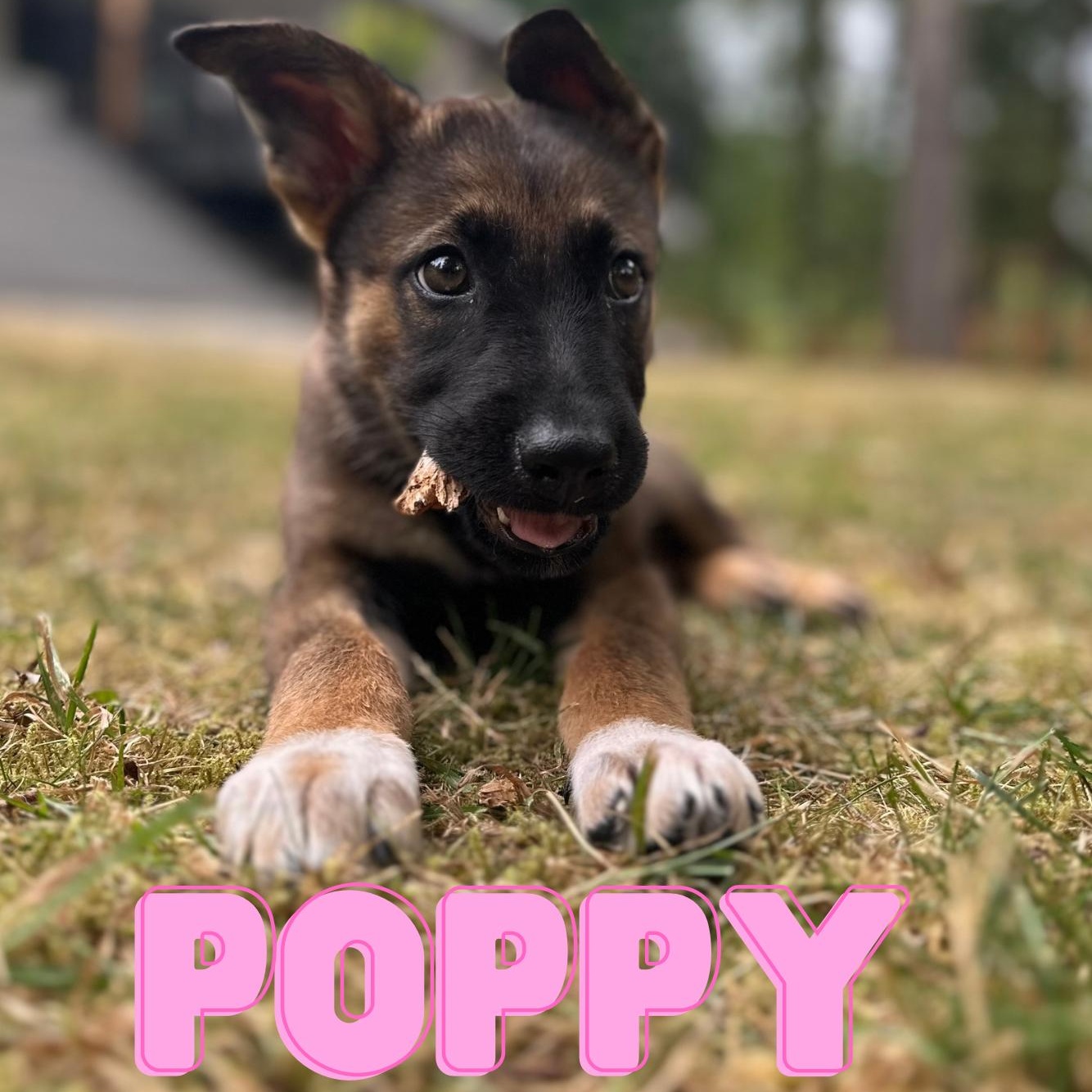 Poppy photo