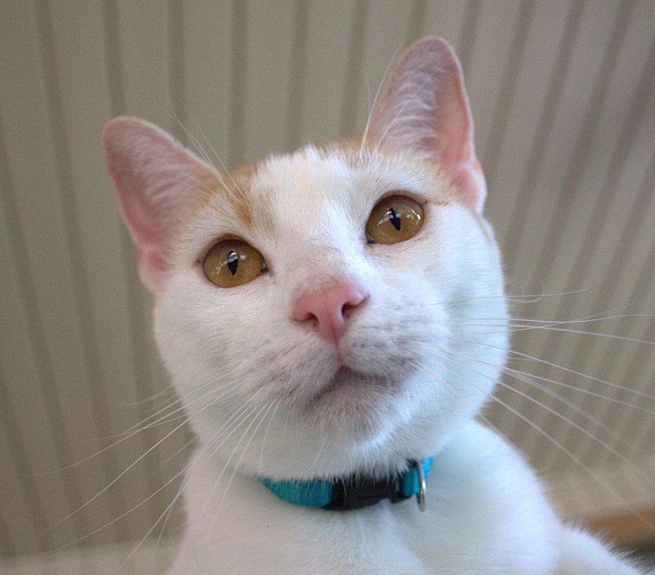 Cassidy, Adoptable, Young Female Domestic Short Hair.