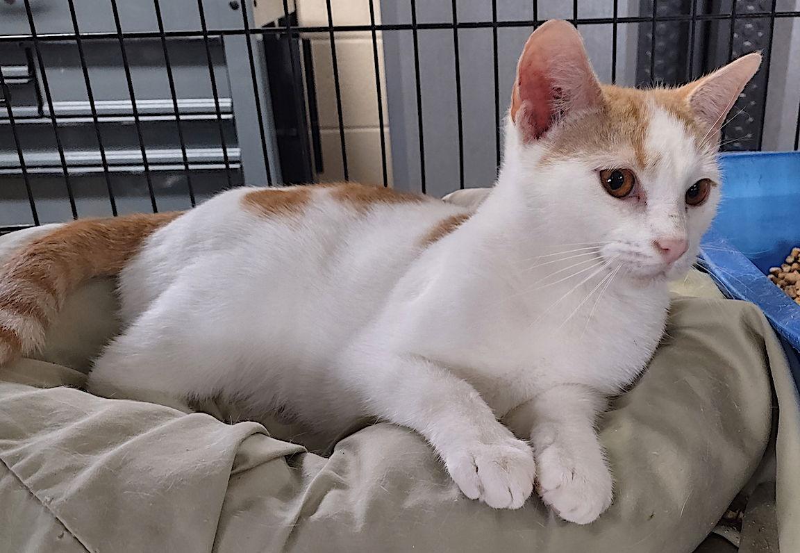 Enlarge Cassidy, a Adoptable Domestic Short Hair in Albemarle, NC image 2/3