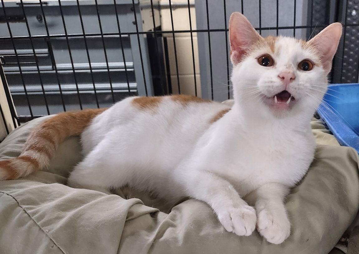 Enlarge Cassidy, a Adoptable Domestic Short Hair in Albemarle, NC image 3/3