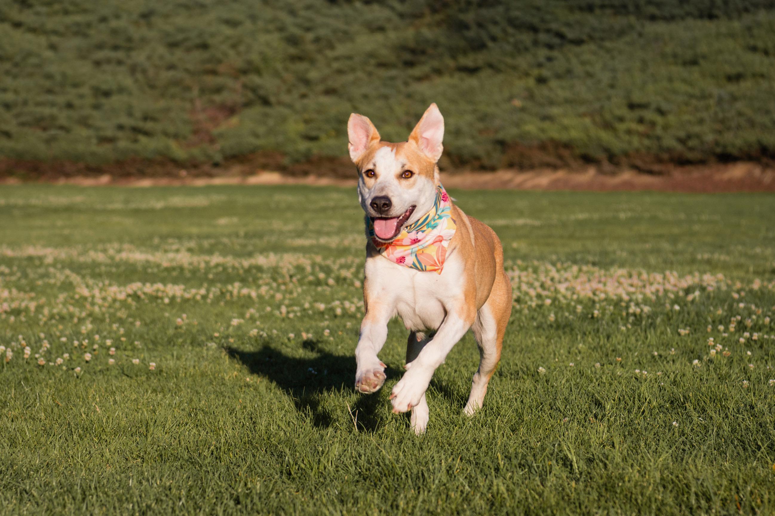 Enlarge Joyce, a ADOPTABLE mixed breed in Aliso Viejo, CA image 3/6