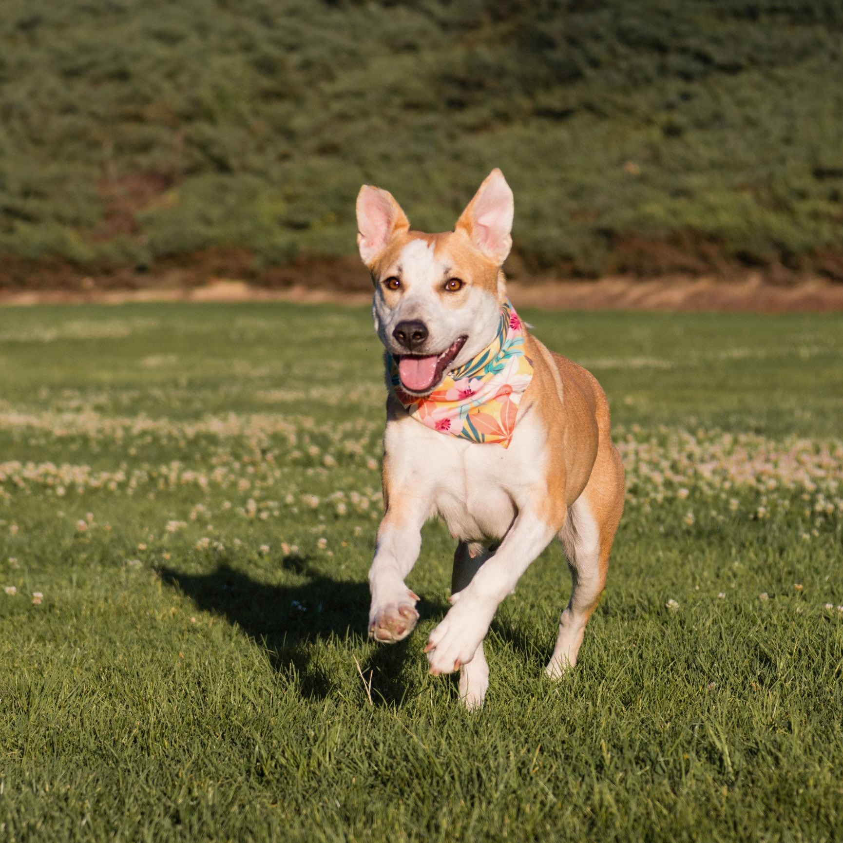 Joyce, a ADOPTABLE mixed breed in Glendale , CA image 3/6