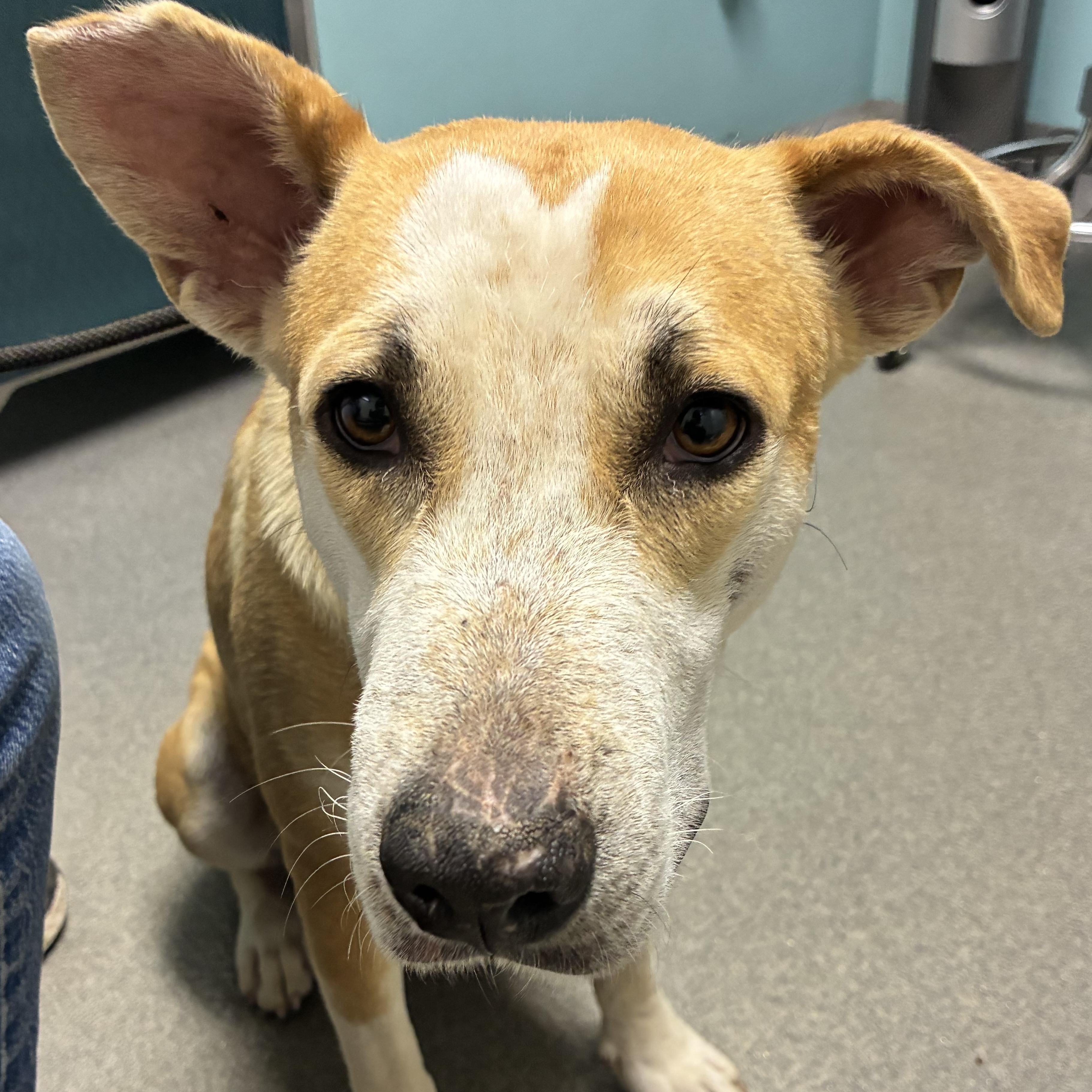 Joyce, ADOPTABLE, Young Female Pit Bull Terrier.