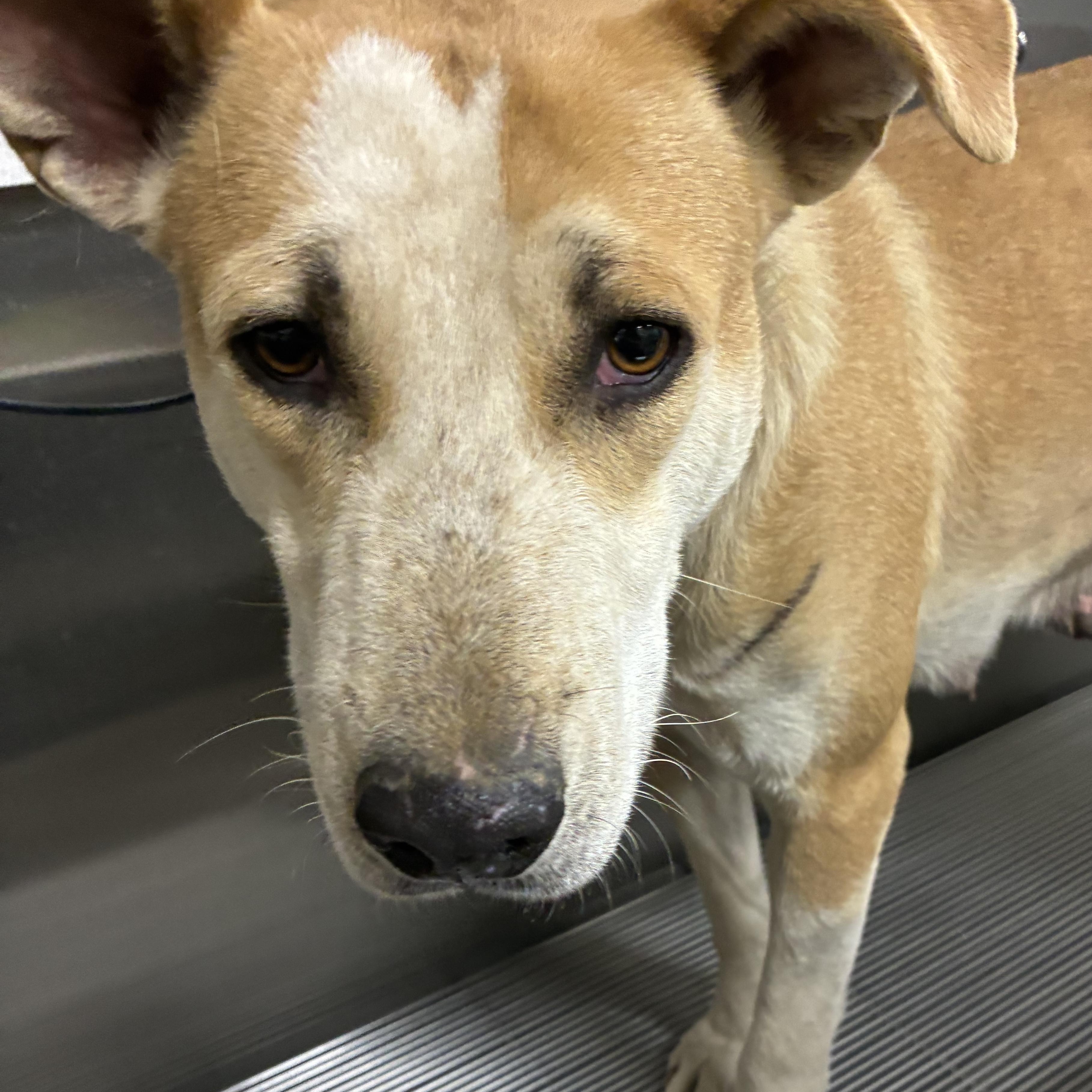 Joyce, a ADOPTABLE mixed breed in Los Osos, CA image 3/5