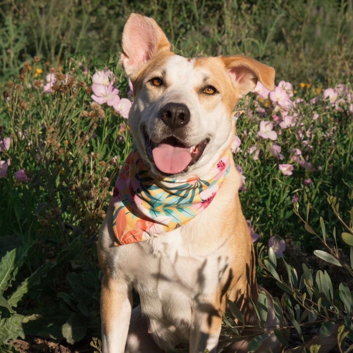 Joyce, ADOPTABLE, Young Female Pit Bull Terrier.