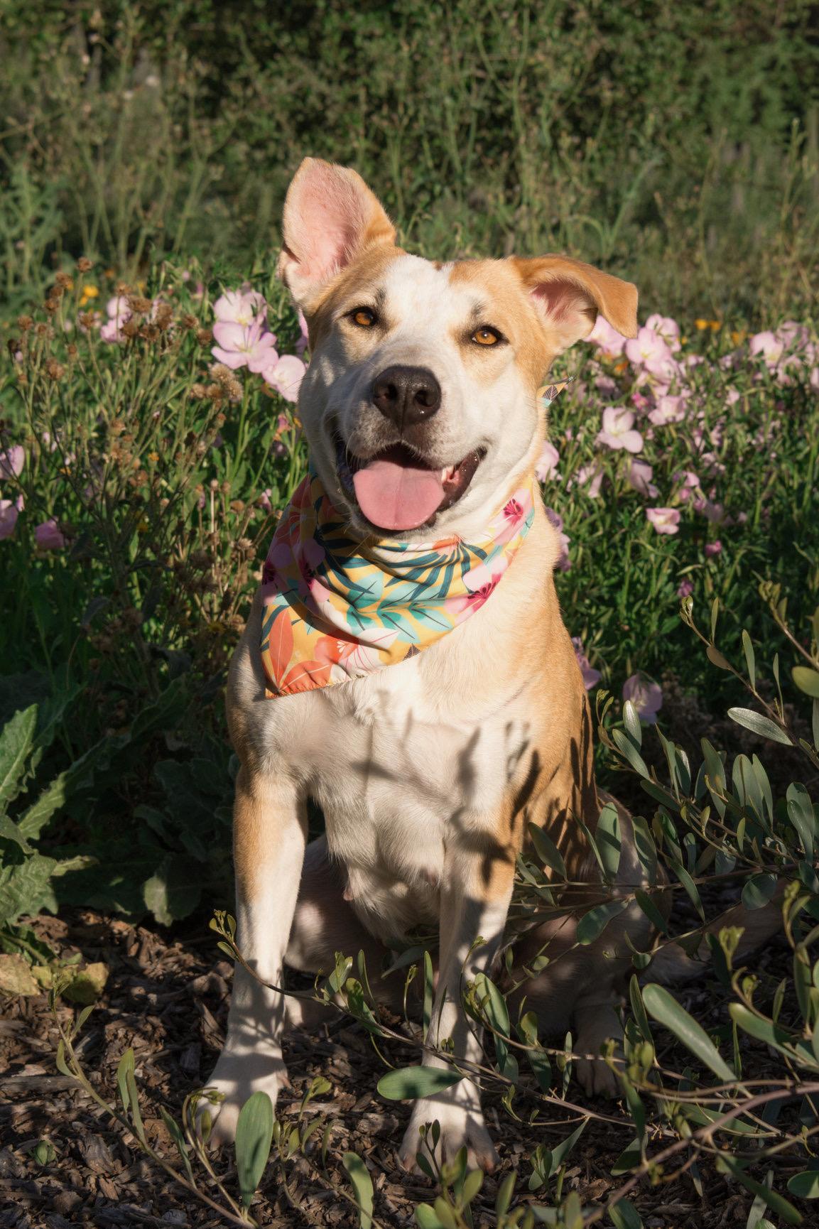 Enlarge Joyce, a ADOPTABLE mixed breed in Aliso Viejo, CA image 4/6