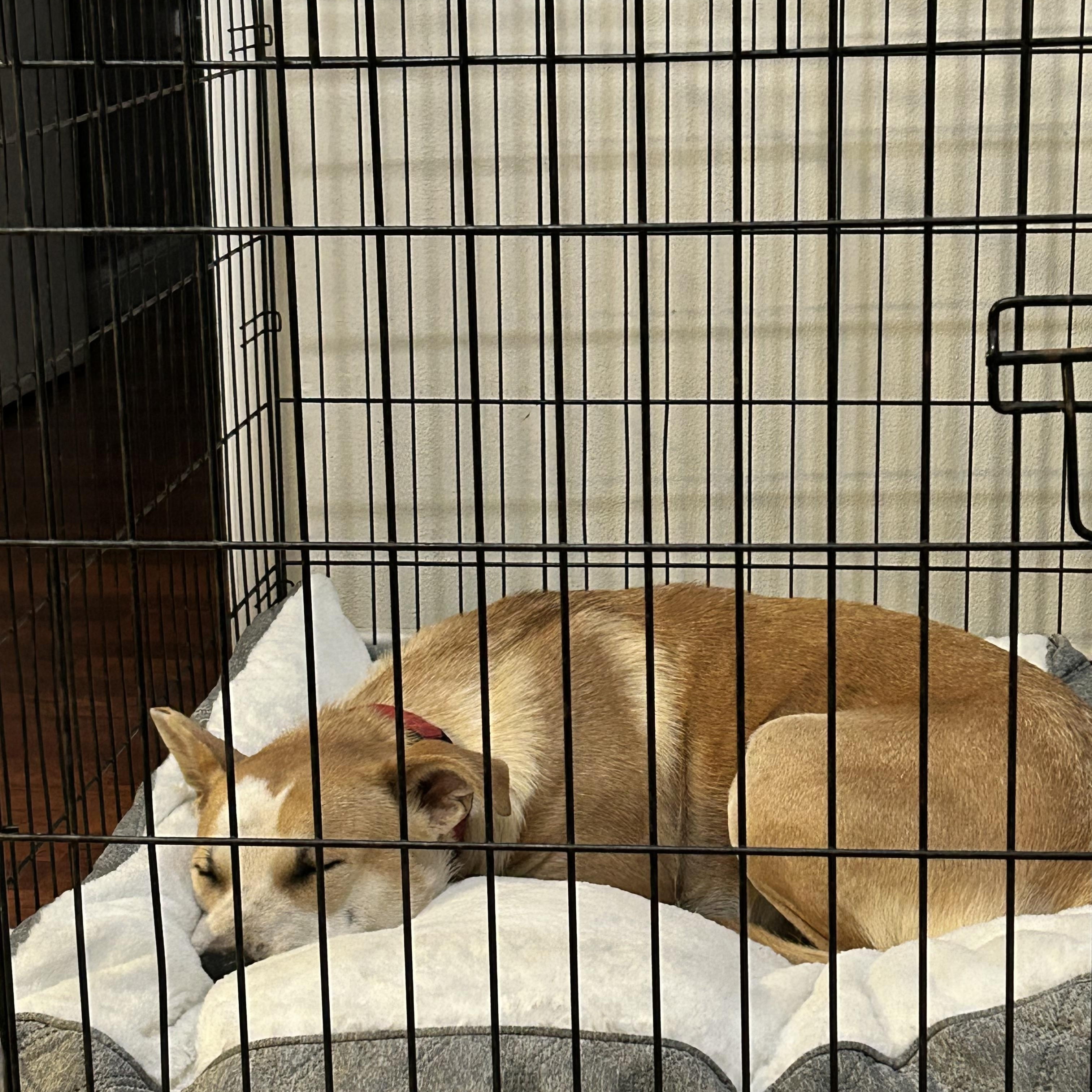 Joyce, a ADOPTABLE mixed breed in Los Osos, CA image 4/5