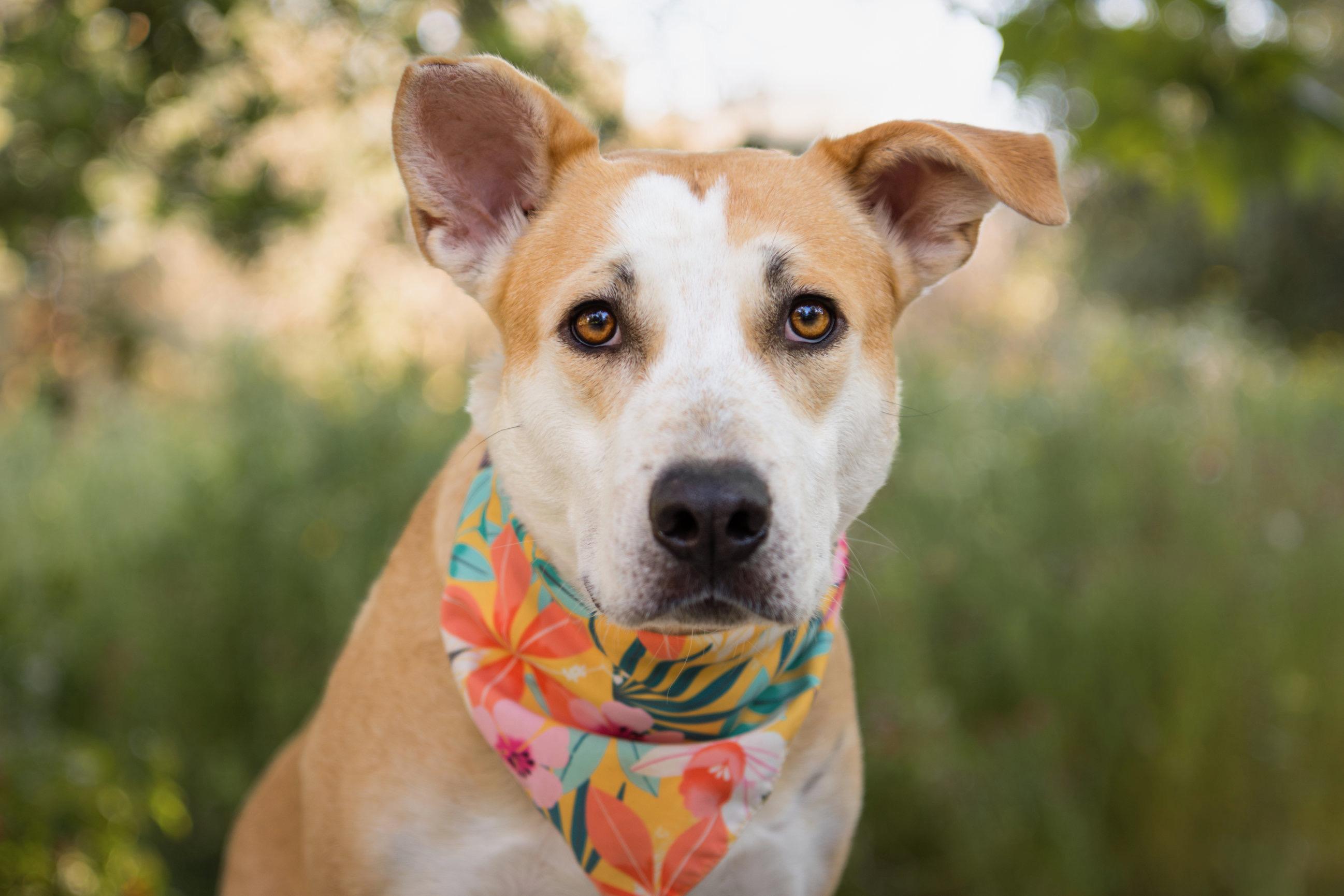 Joyce, ADOPTABLE, Young Female Pit Bull Terrier.