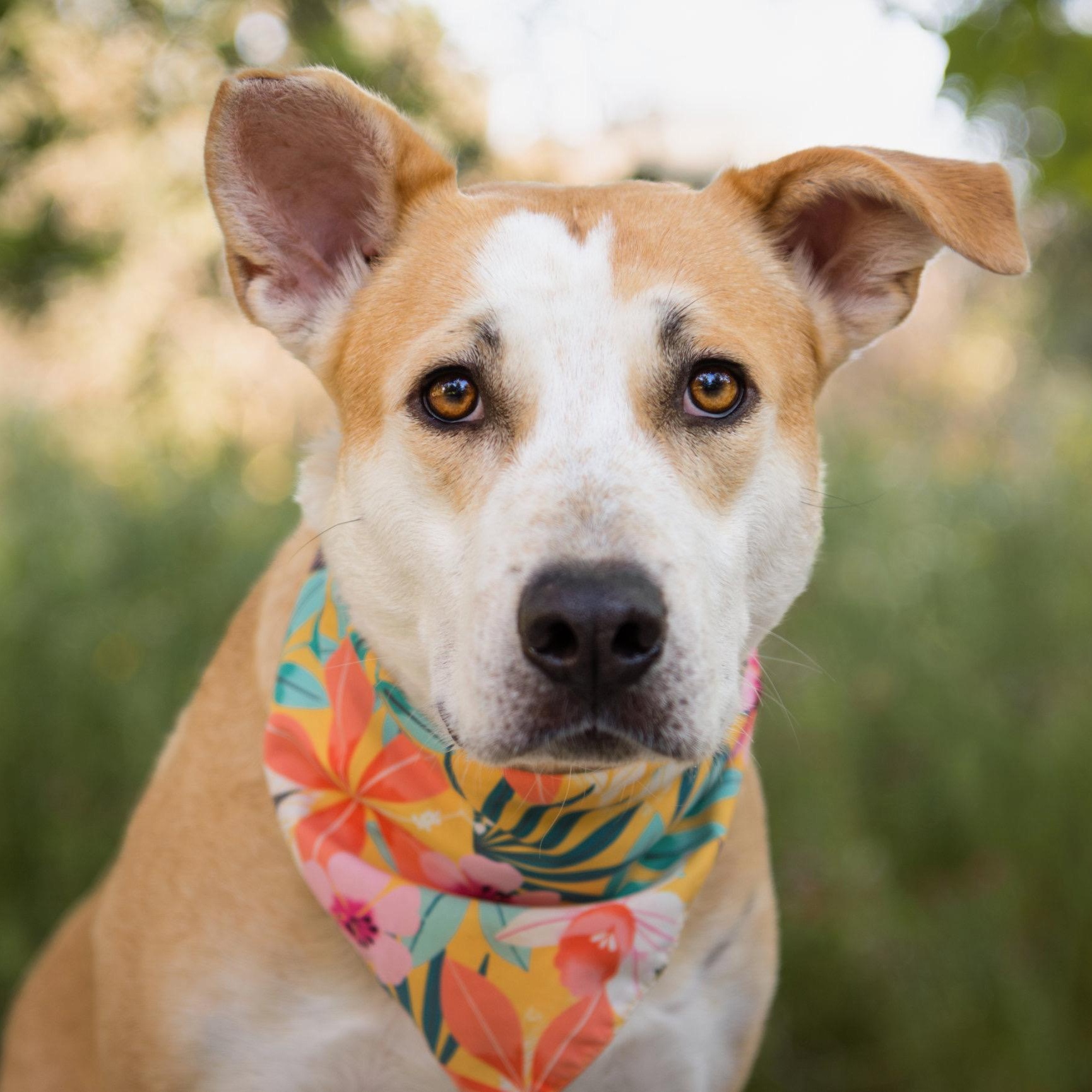 Joyce, a ADOPTABLE mixed breed in Glendale , CA image 4/6