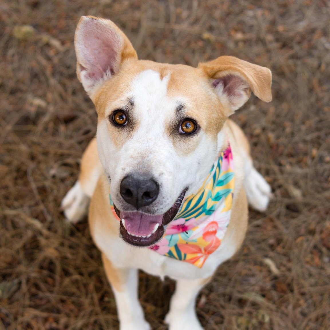 Joyce, a ADOPTABLE mixed breed in Glendale , CA image 2/6
