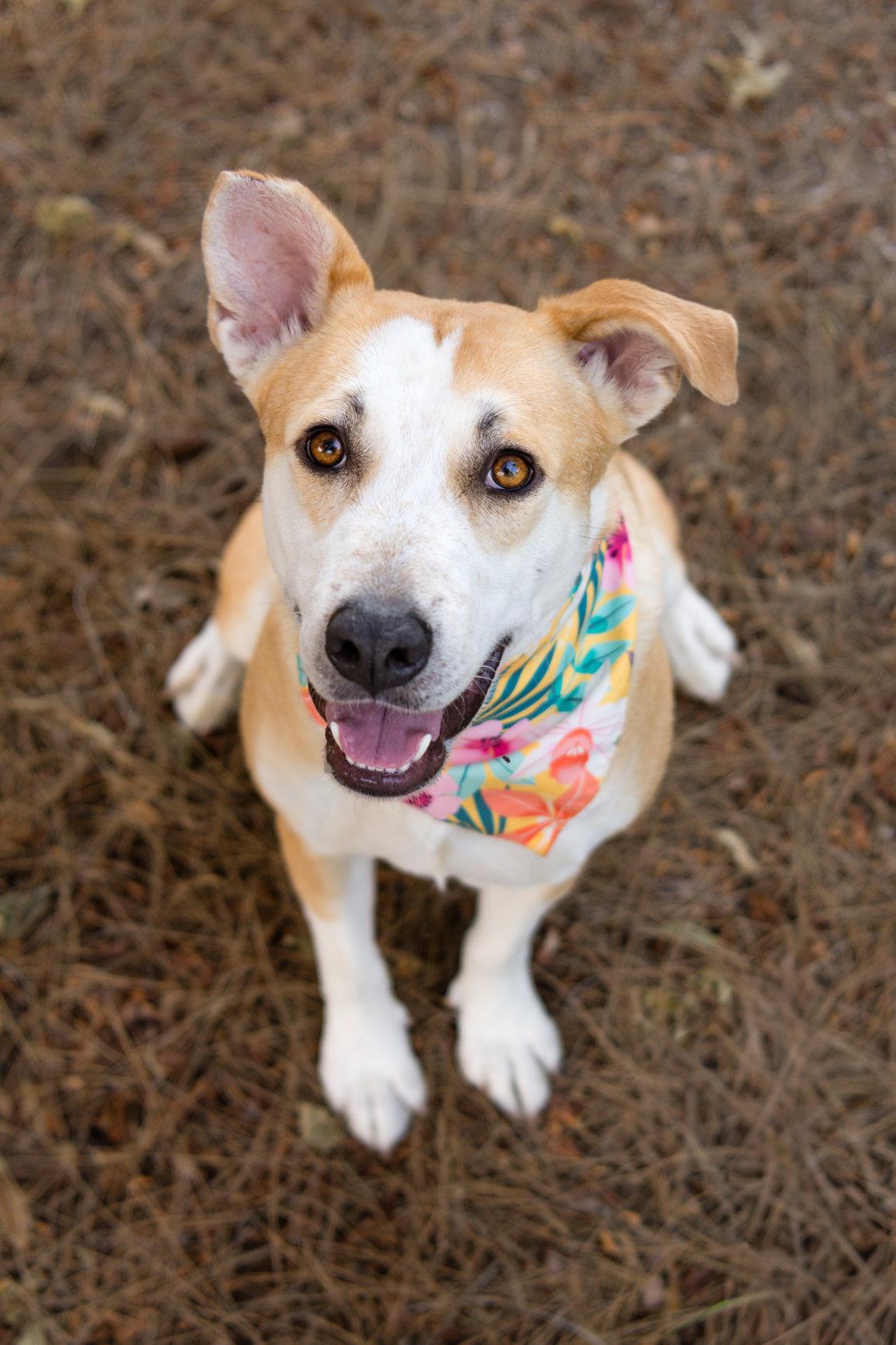 Enlarge Joyce, a ADOPTABLE mixed breed in Aliso Viejo, CA image 2/6