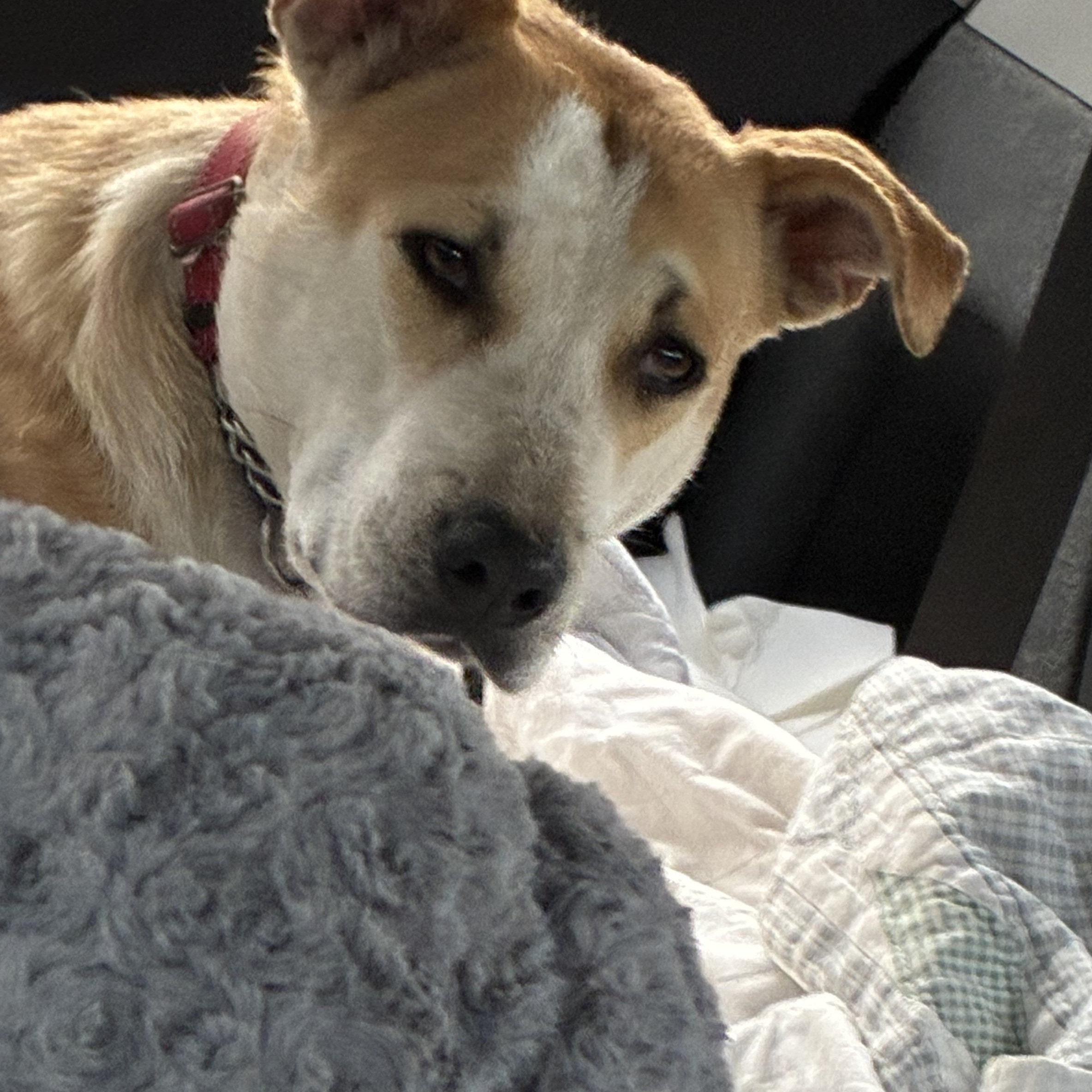 Joyce, a ADOPTABLE mixed breed in Los Osos, CA image 5/5