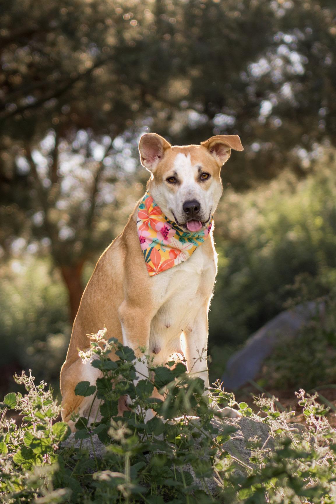 Enlarge Joyce, a ADOPTABLE mixed breed in Aliso Viejo, CA image 5/6