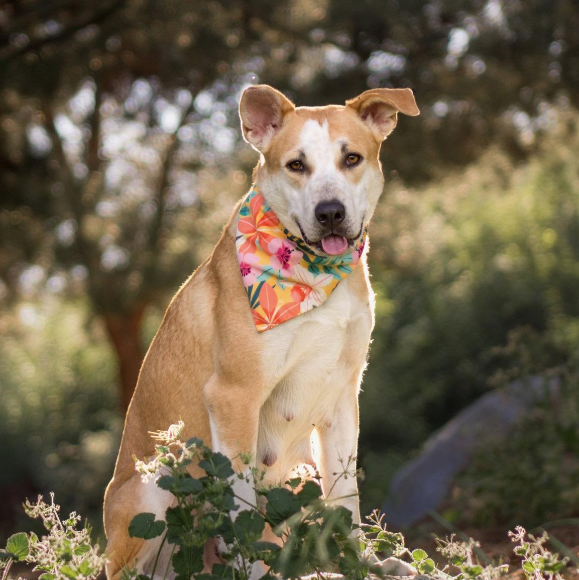 Joyce, a ADOPTABLE mixed breed in Glendale , CA image 5/6
