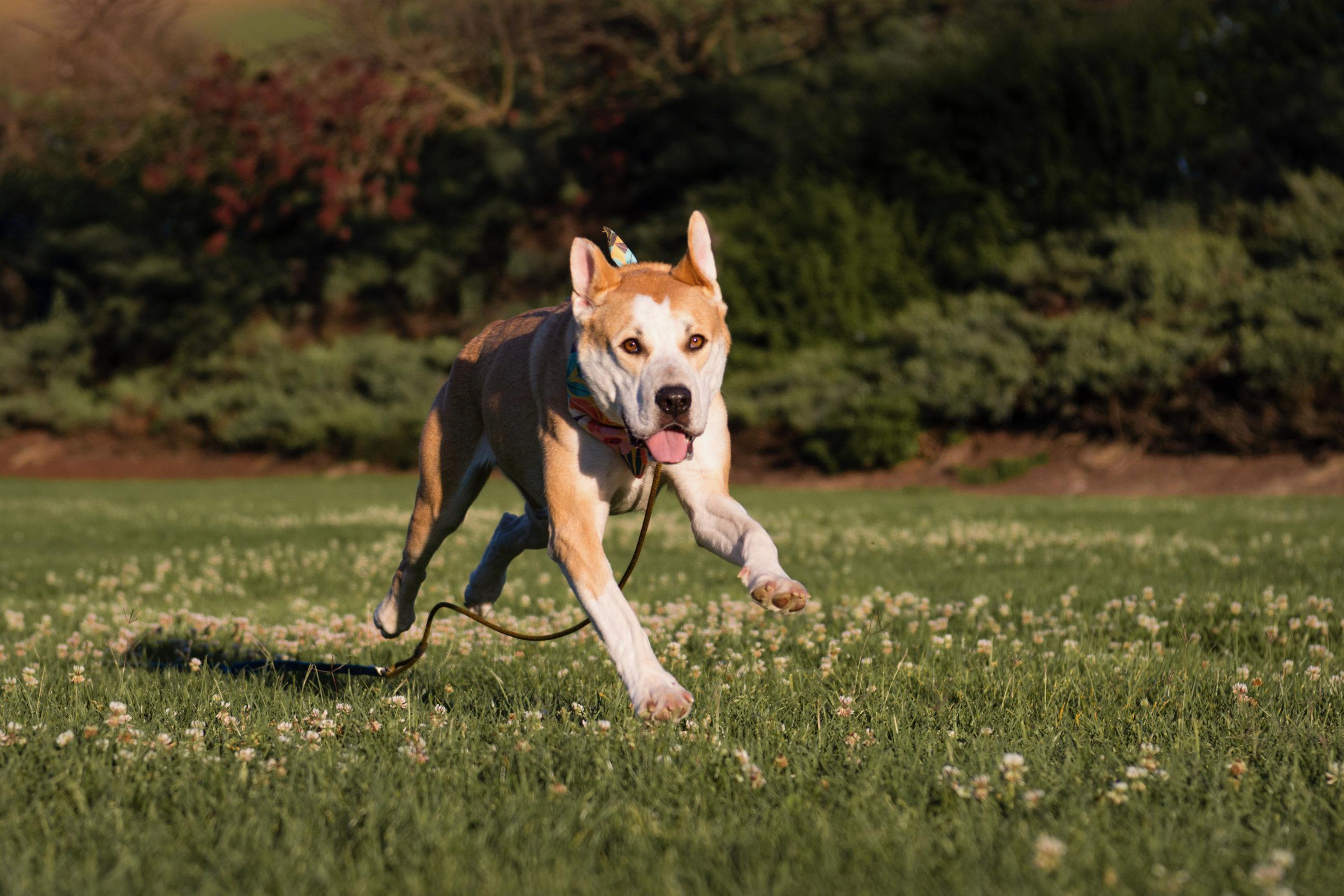 Enlarge Joyce, a ADOPTABLE mixed breed in Aliso Viejo, CA image 6/6