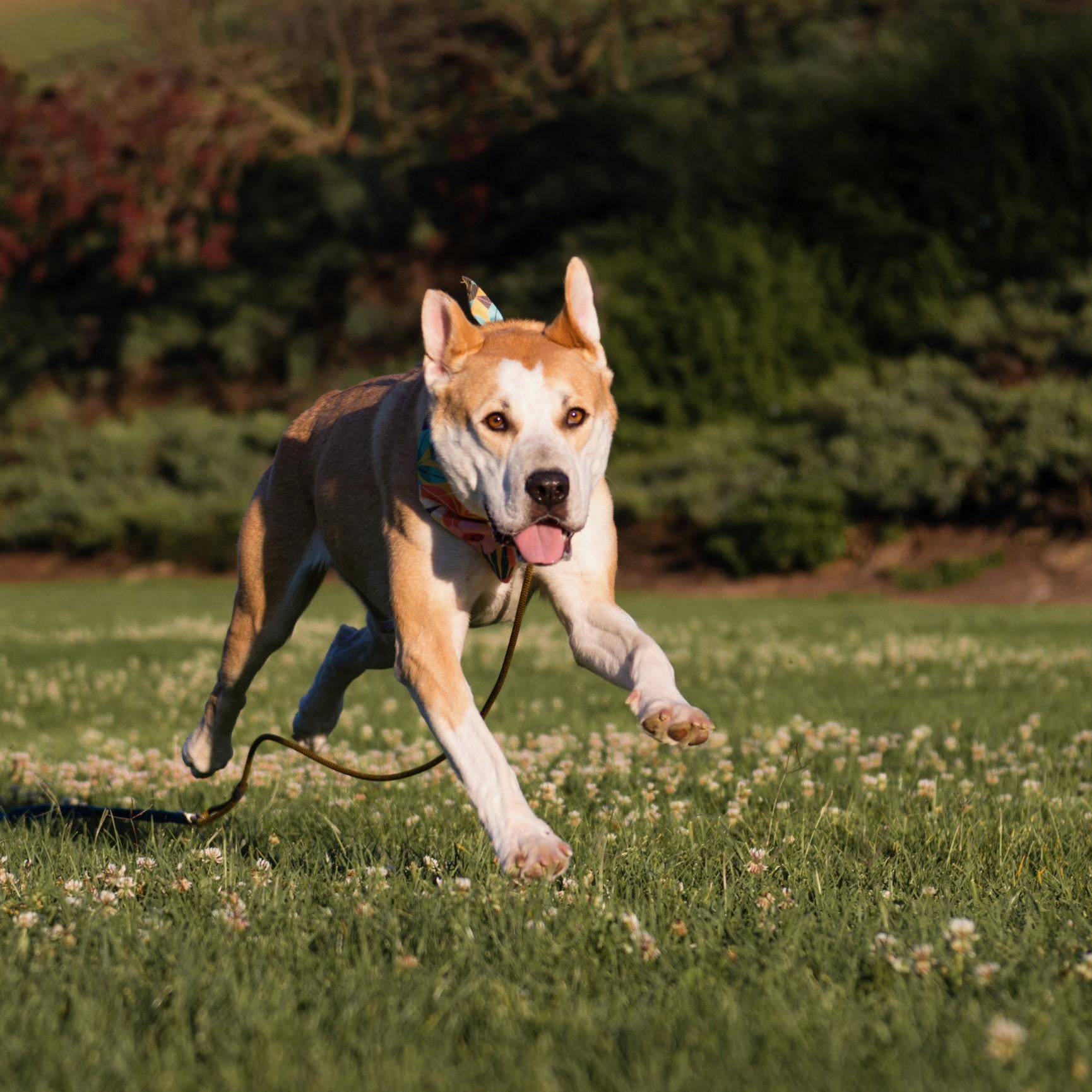 Joyce, a ADOPTABLE mixed breed in Glendale , CA image 6/6