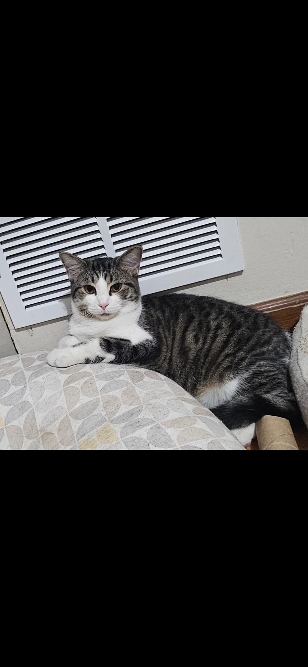 Enlarge Sharon, a Adopted Domestic Short Hair in Pittsburgh, PA image 1/3