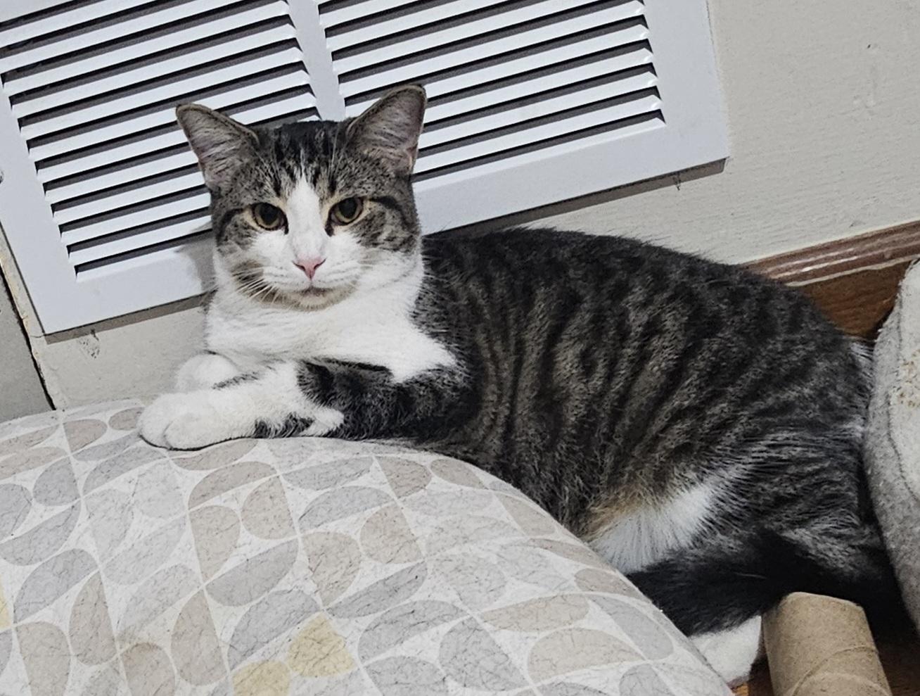 Enlarge Sharon, a Adopted Domestic Short Hair in Pittsburgh, PA image 2/3