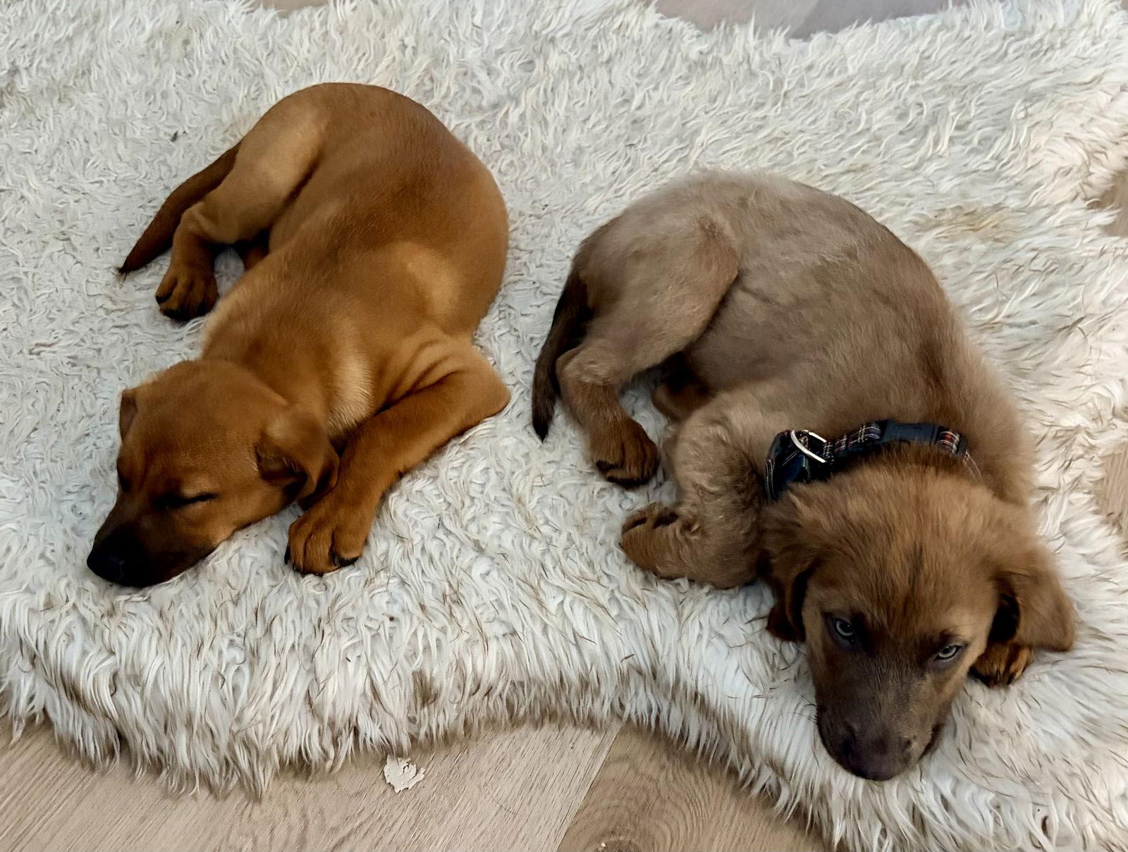 Ally, Adoptable, Puppy Female Labrador Retriever & Golden Retriever.