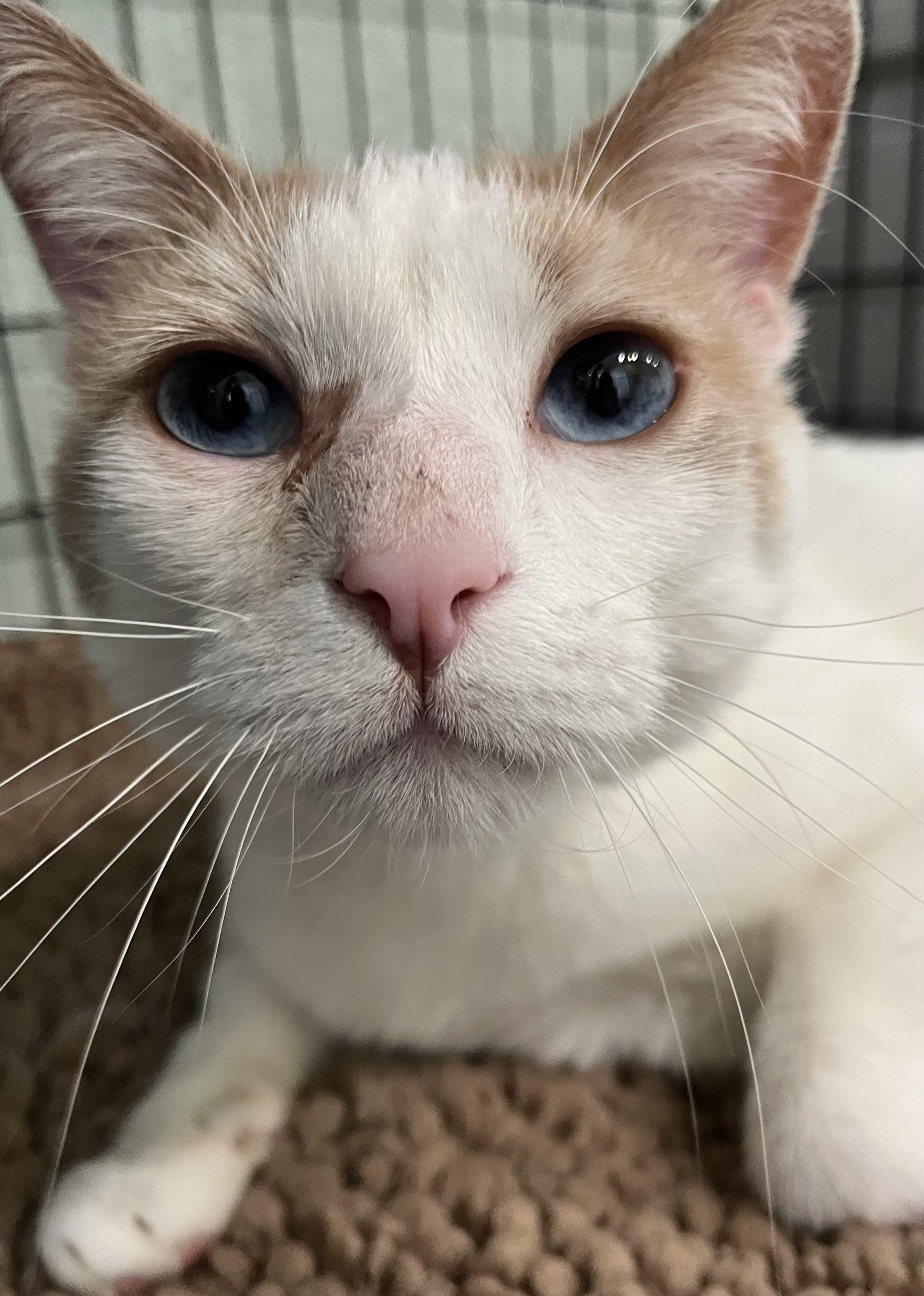 Enlarge Blue-Eyed Ted, a Adoptable Domestic Short Hair in Moline, IL image 2/4