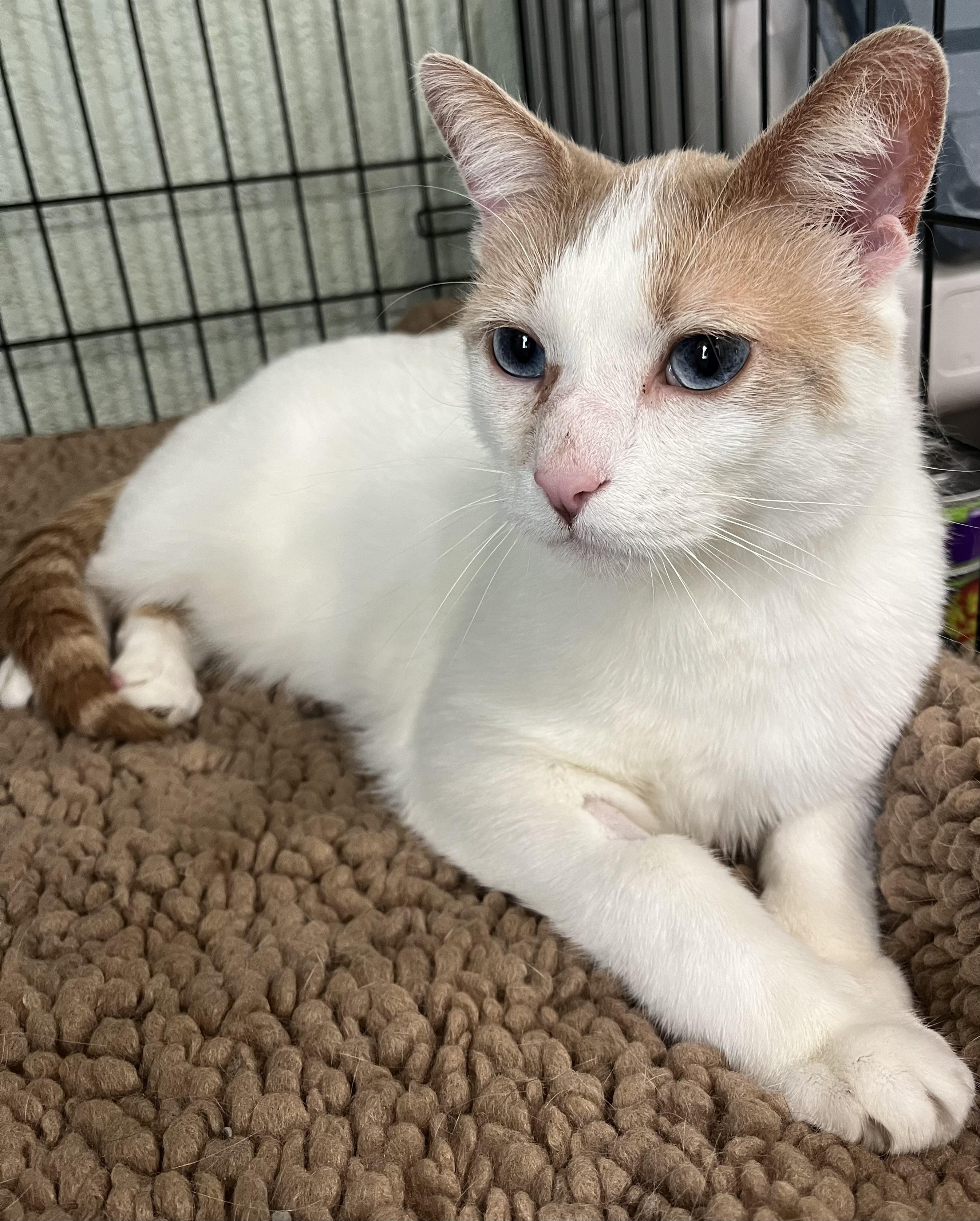 Enlarge Blue-Eyed Ted, a Adoptable Domestic Short Hair in Moline, IL image 1/4