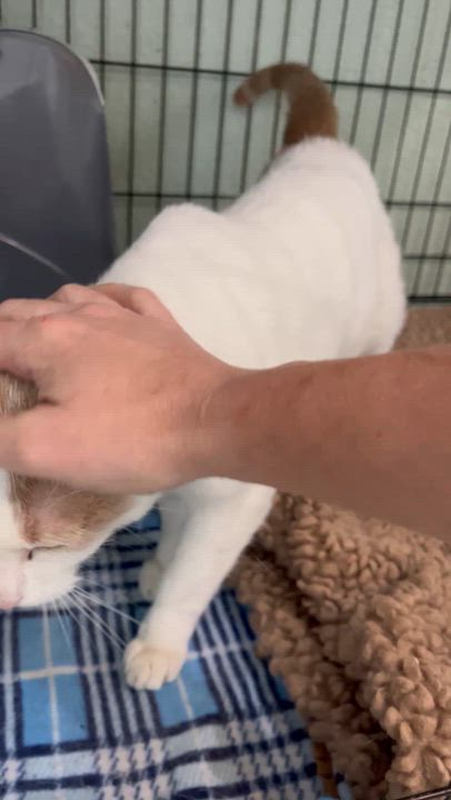 Enlarge Blue-Eyed Ted, a Adoptable Domestic Short Hair in Moline, IL video 4/4