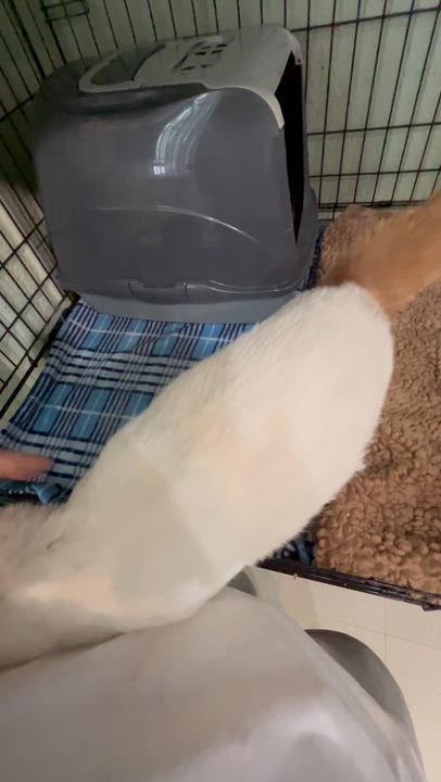 Enlarge Blue-Eyed Ted, a Adoptable Domestic Short Hair in Moline, IL video 3/4