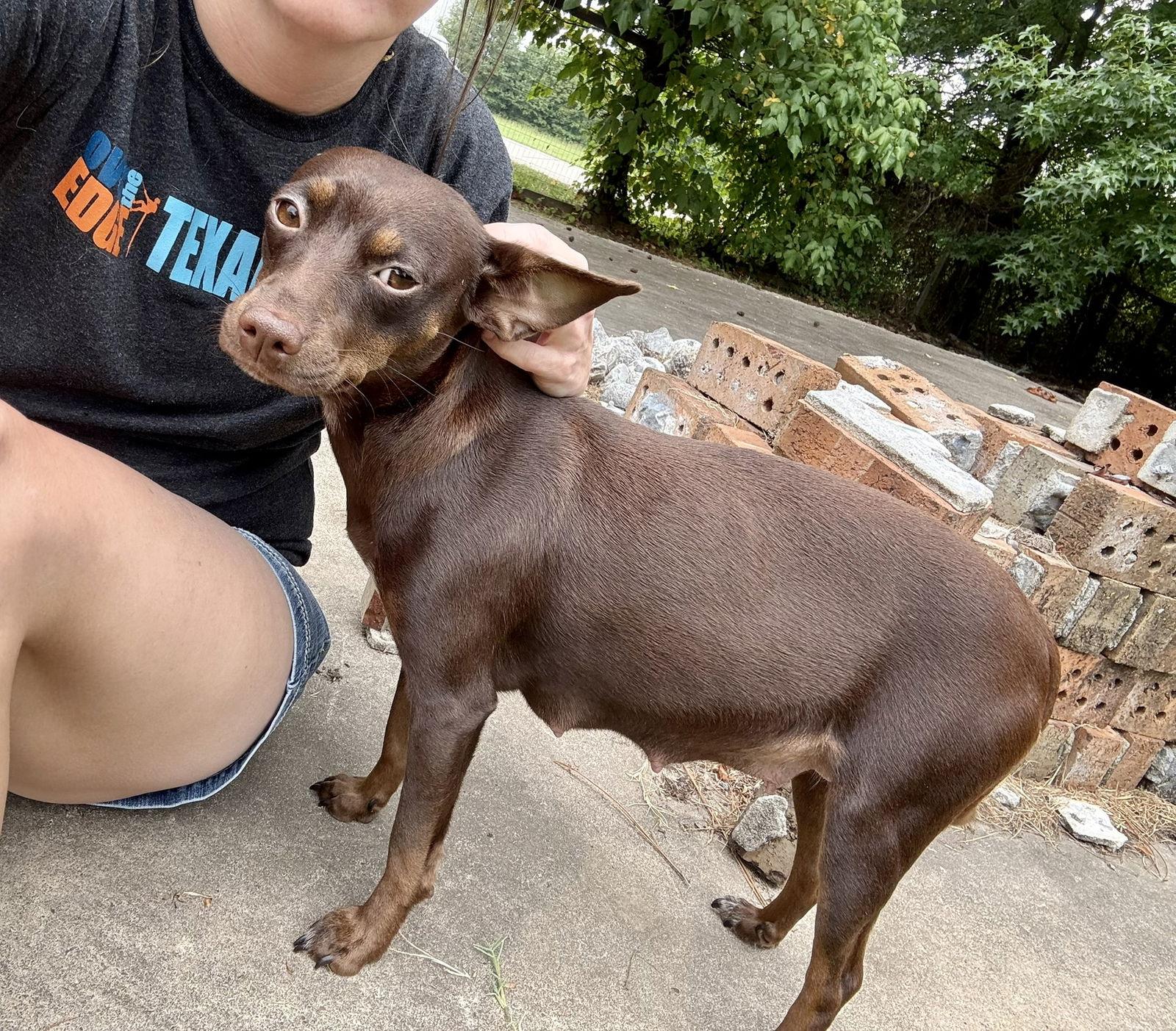 Cocoa, Adopted, Adult Female Miniature Pinscher.