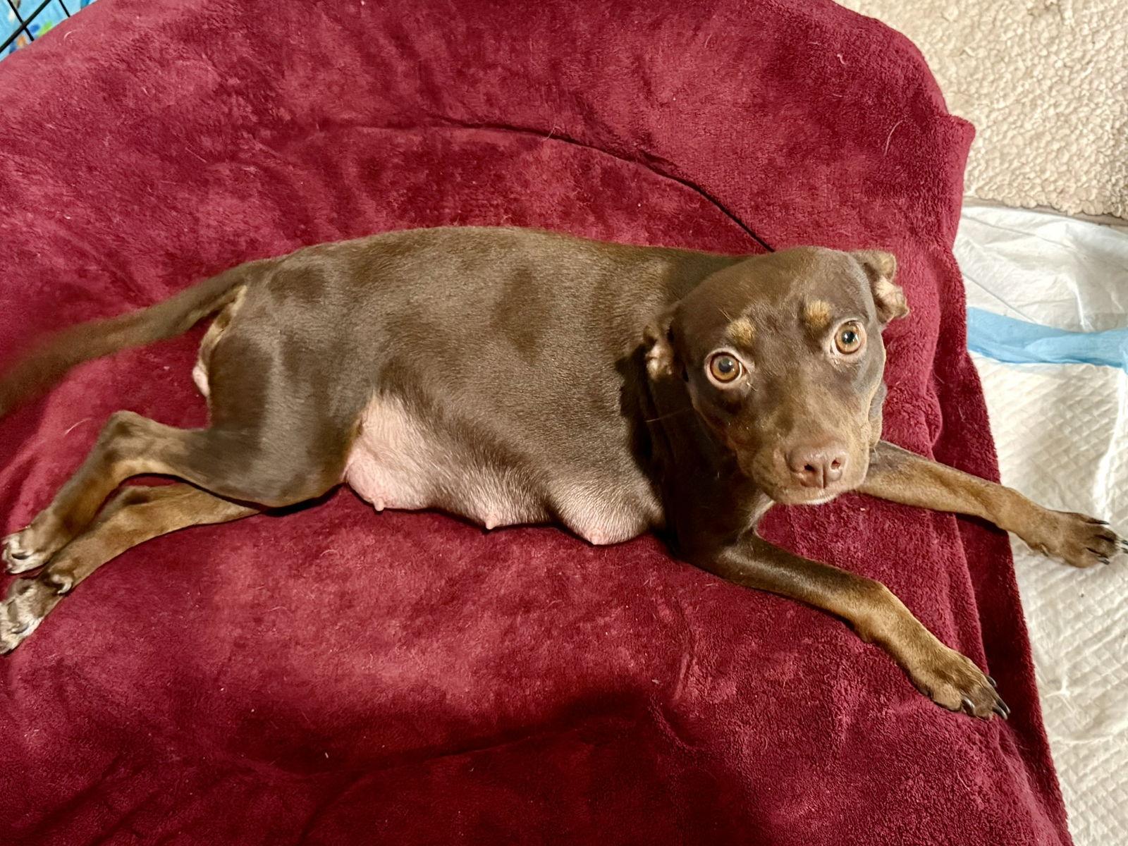 Enlarge Cocoa, a Adopted Miniature Pinscher in Texarkana, TX image 3/3