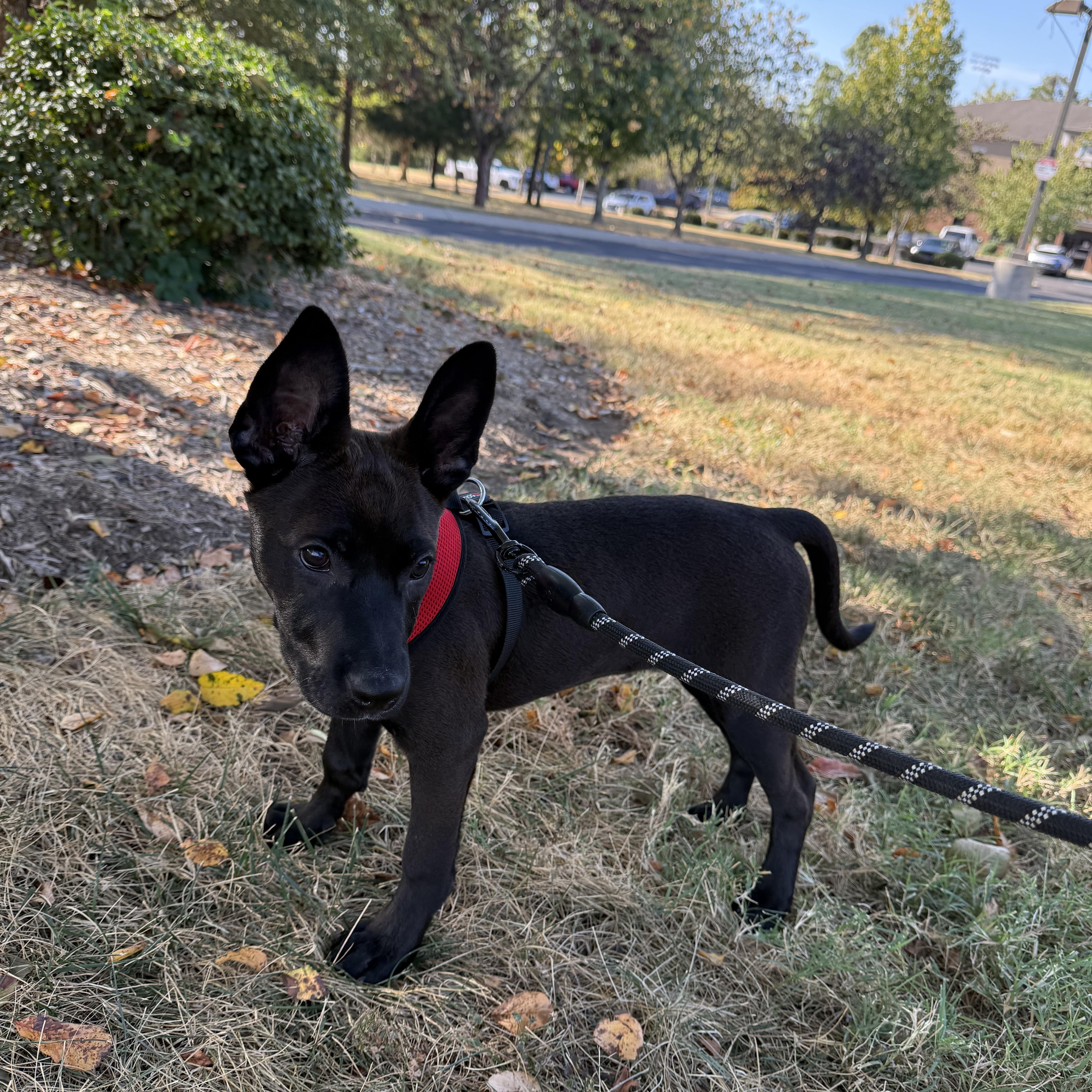 Brownie, Adopted, Puppy Female Mixed Breed.